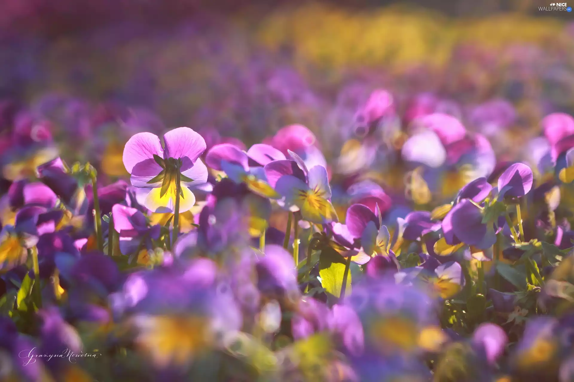 Flowers, pansies, purple