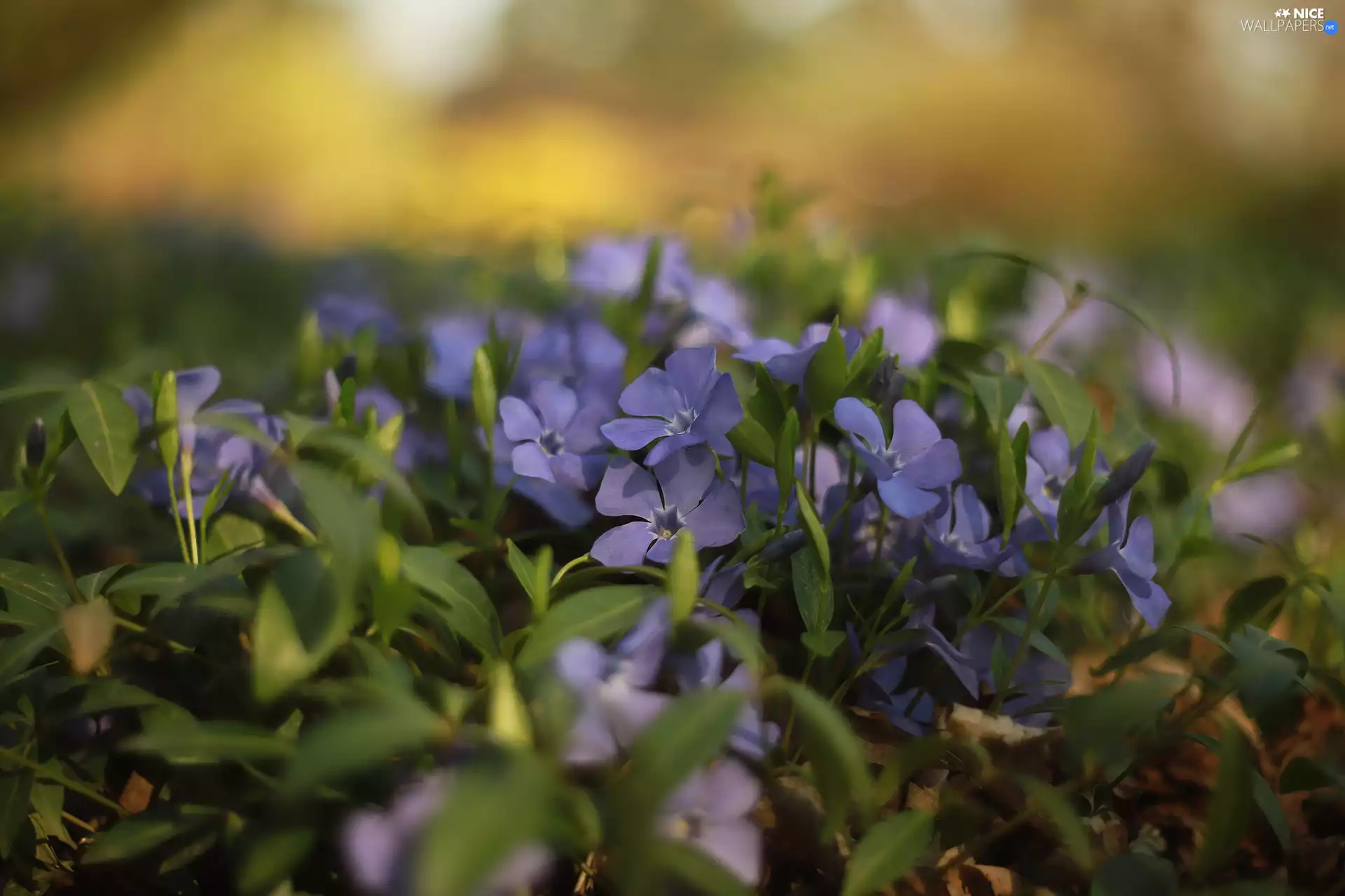 purple, myrtle, rapprochement, Flowers