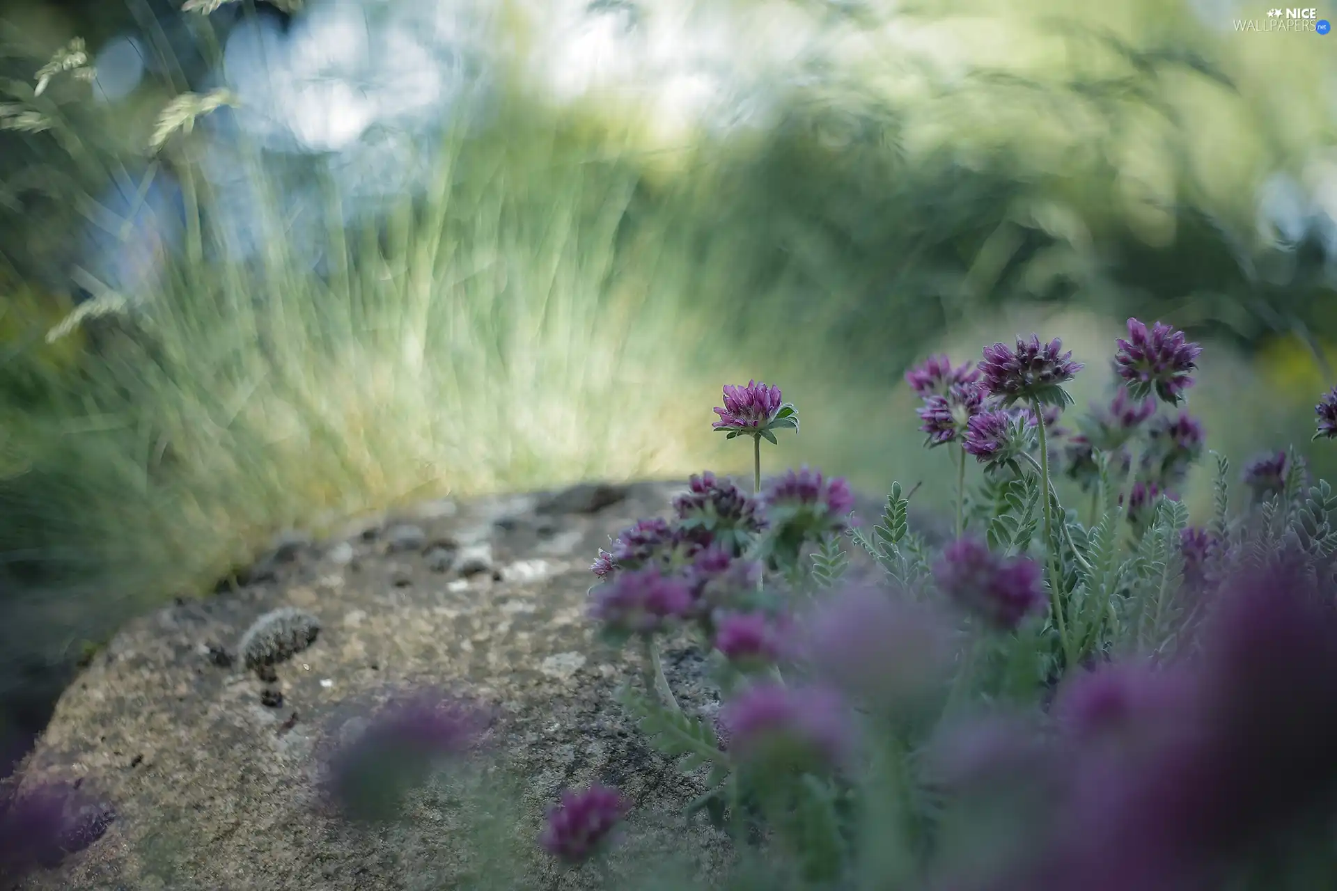 purple, leaves, Stone, Flowers