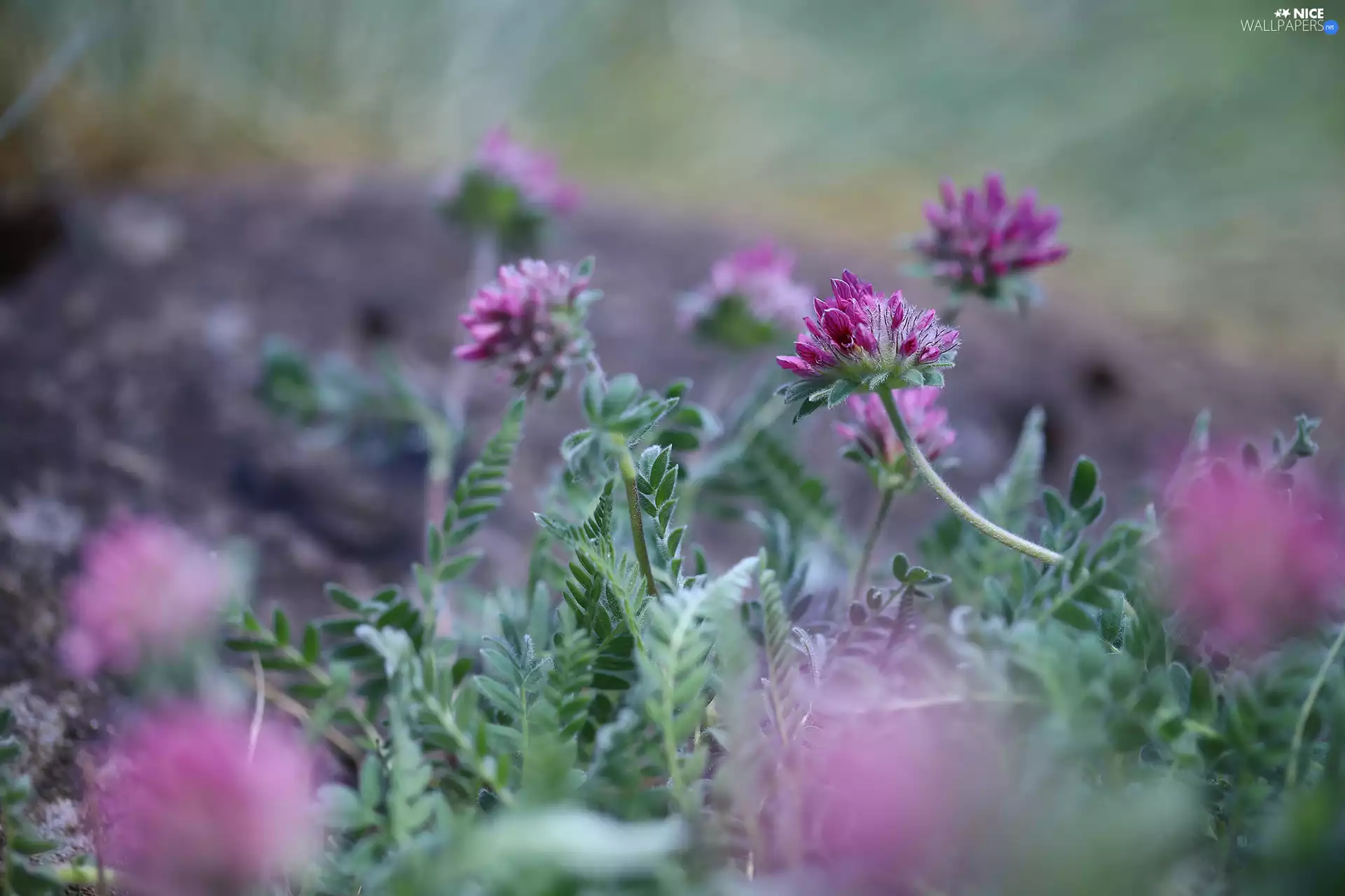 Flowers, trefoil, purple