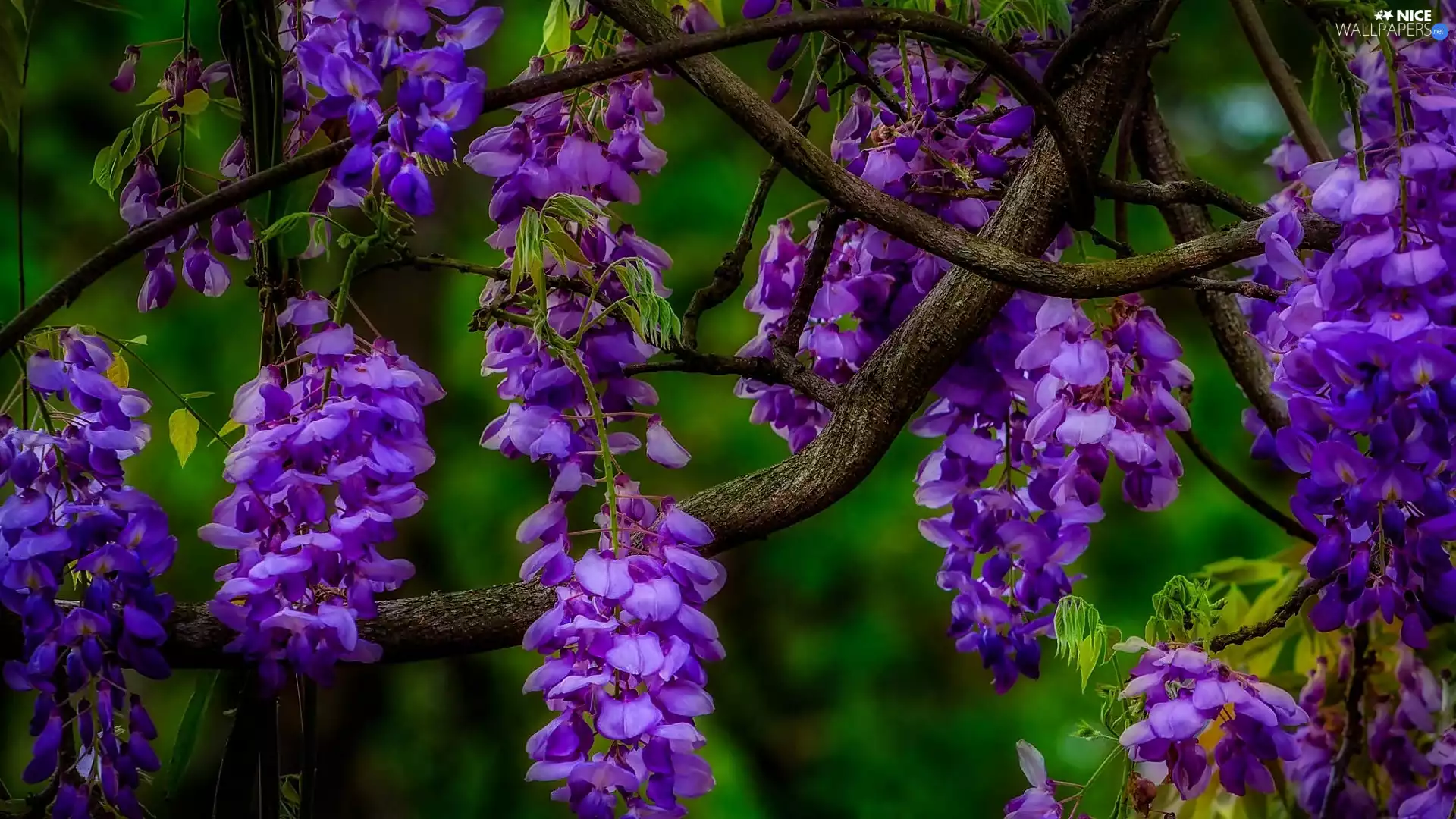 Flowers, wistaria, purple