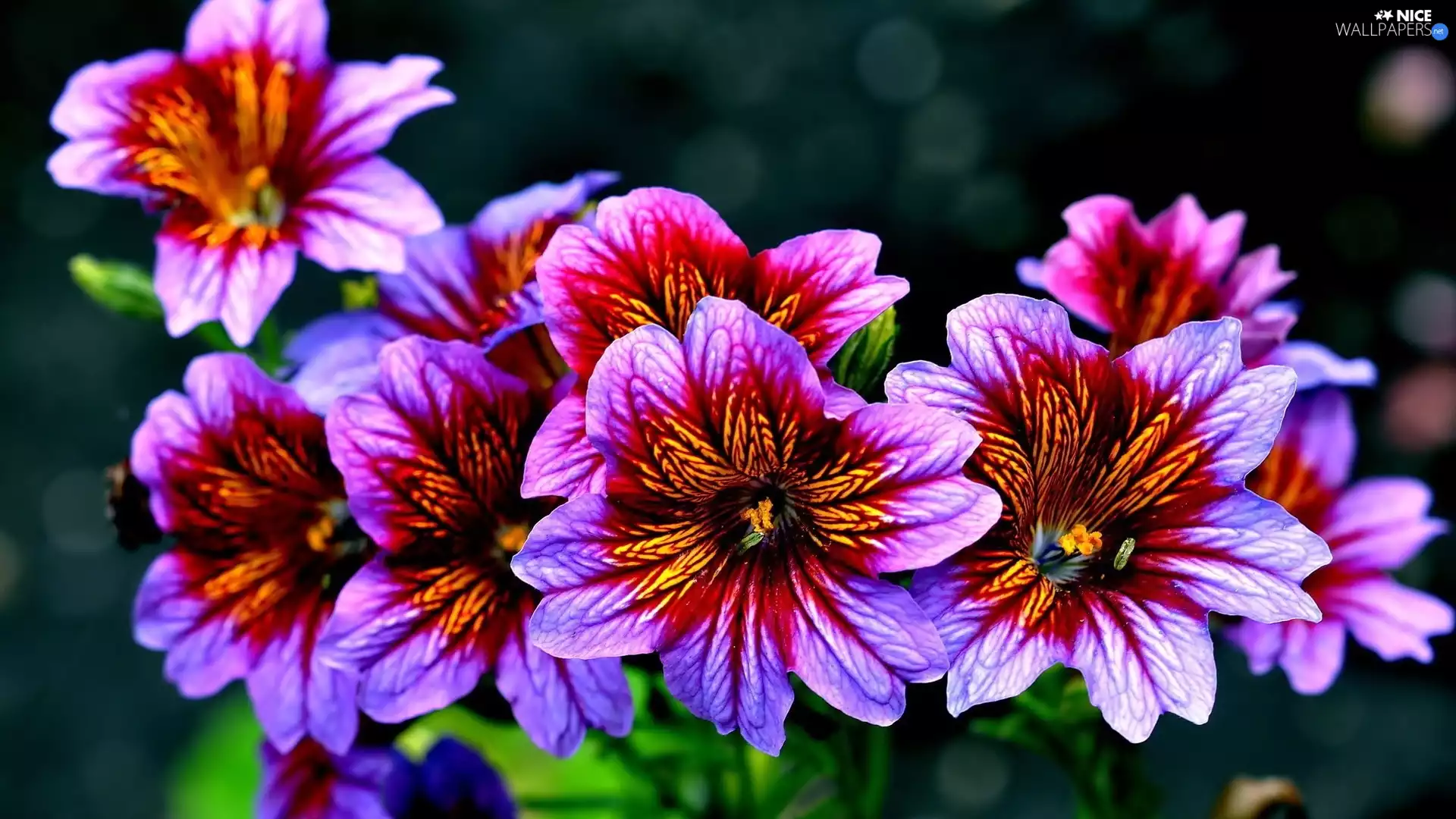 Flowers, Purple
