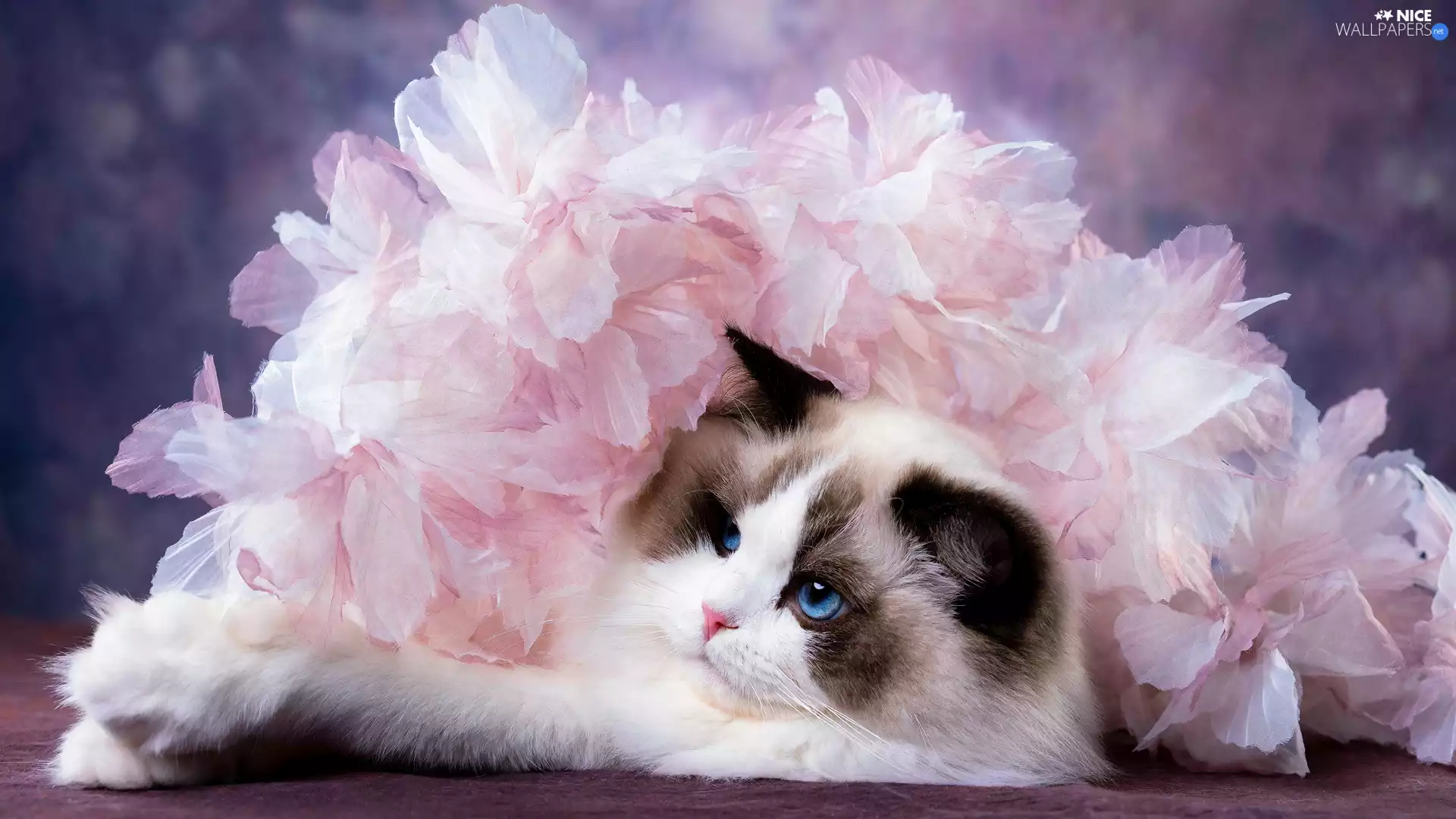 Pink, Flowers, Ragdoll, Artificial, cat