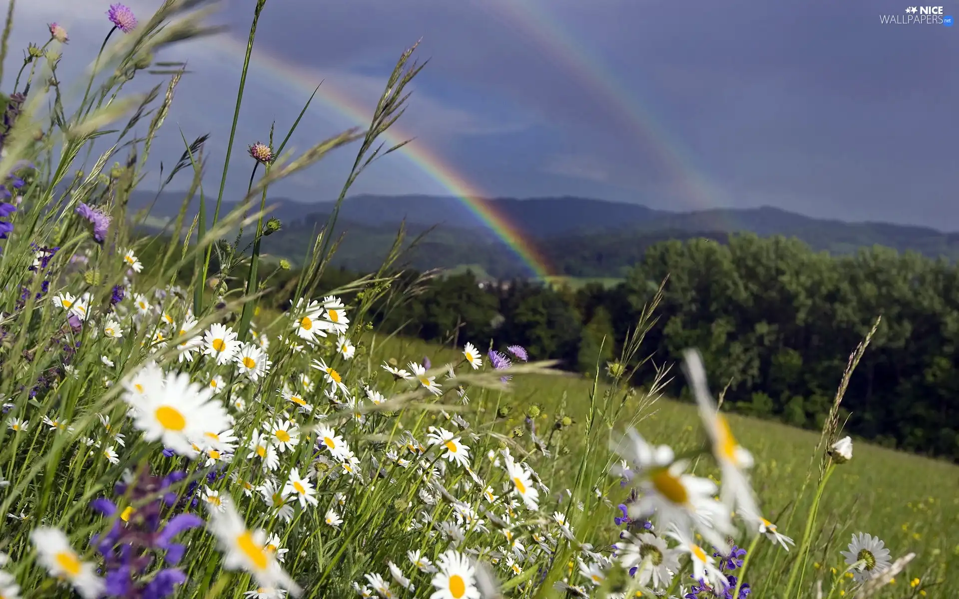 Great Rainbows, Meadow, Flowers