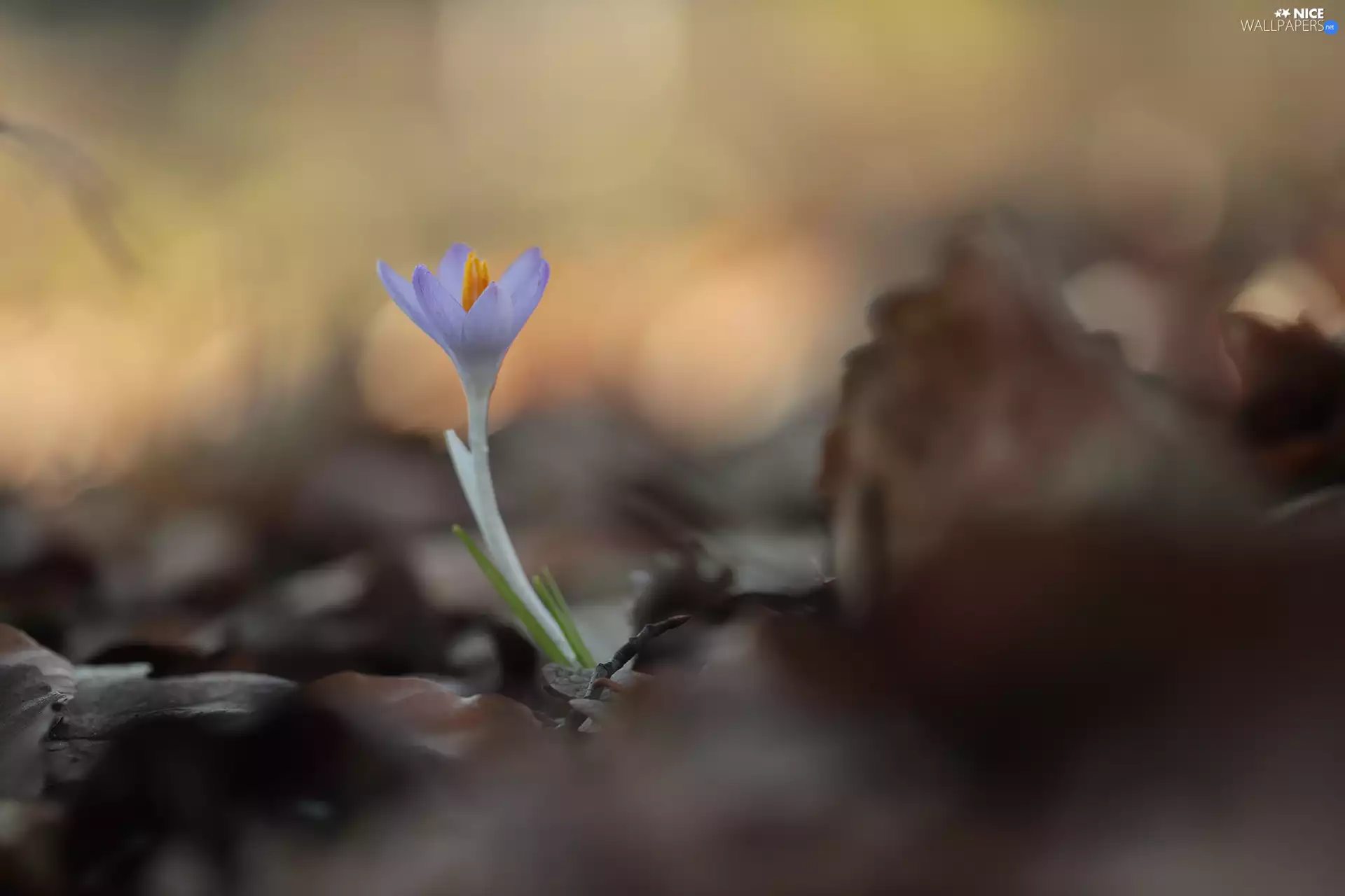 rapprochement, crocus, Colourfull Flowers