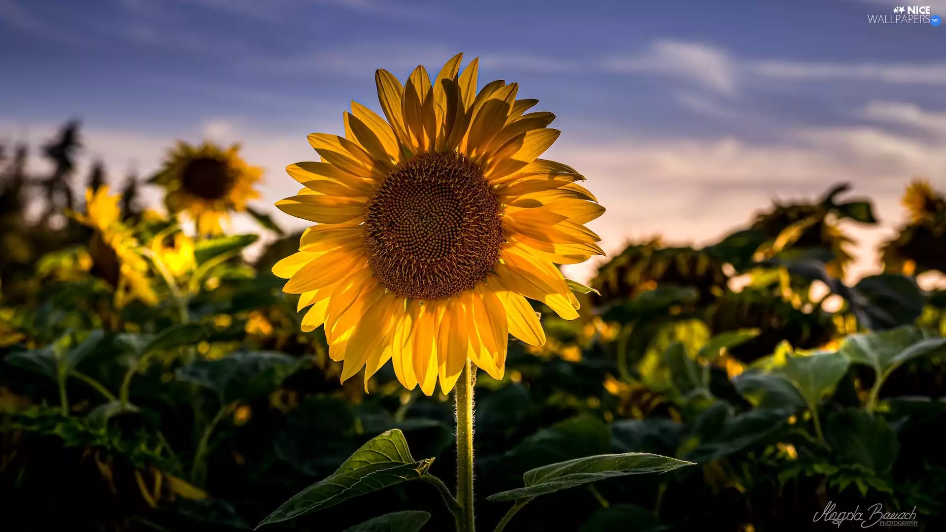 Colourfull Flowers, rapprochement, blur, Sunflower