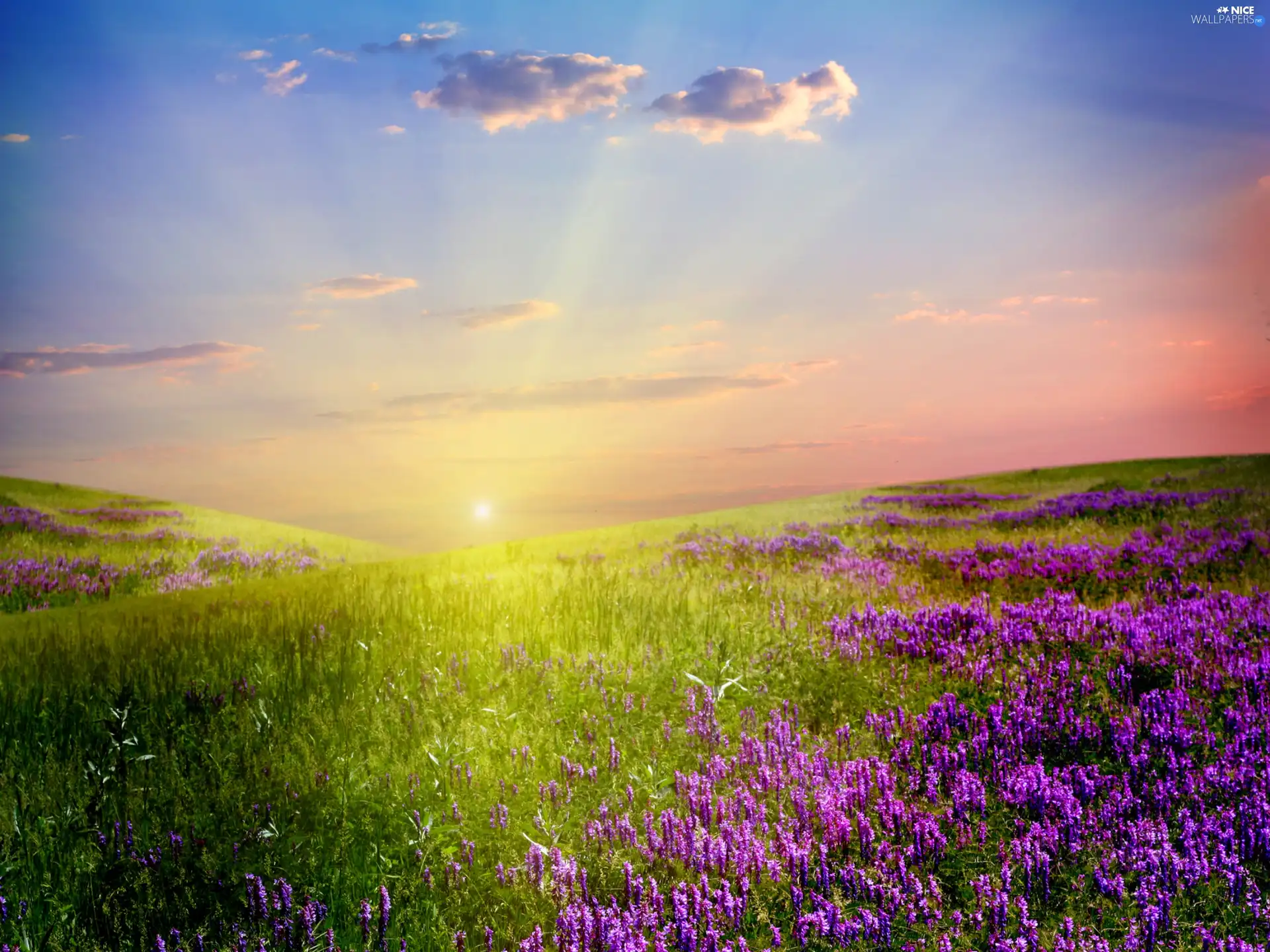 rays, Meadow, Flowers, sun