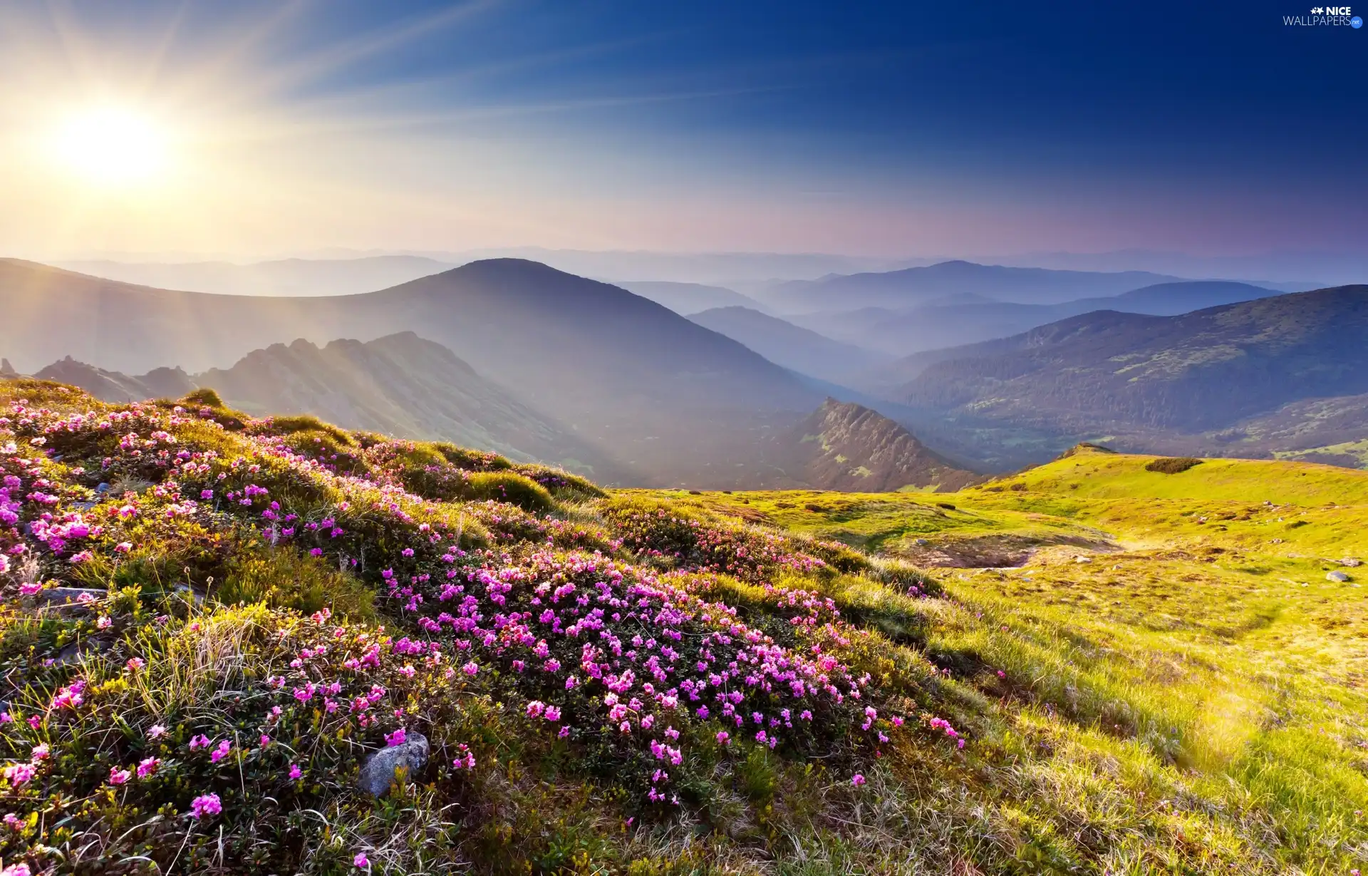 rays, Mountains, Flowers, sun