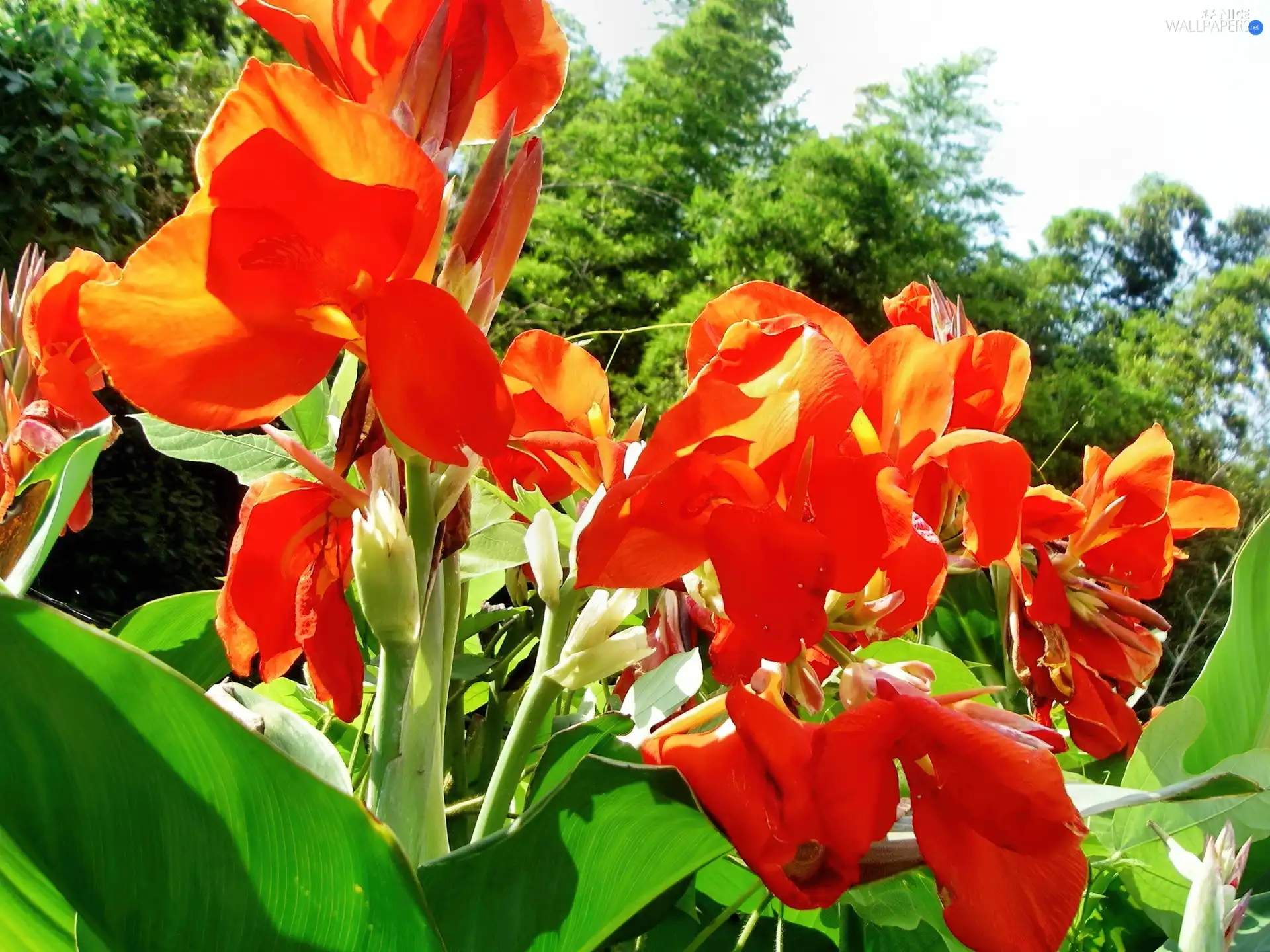 Red, Flowers