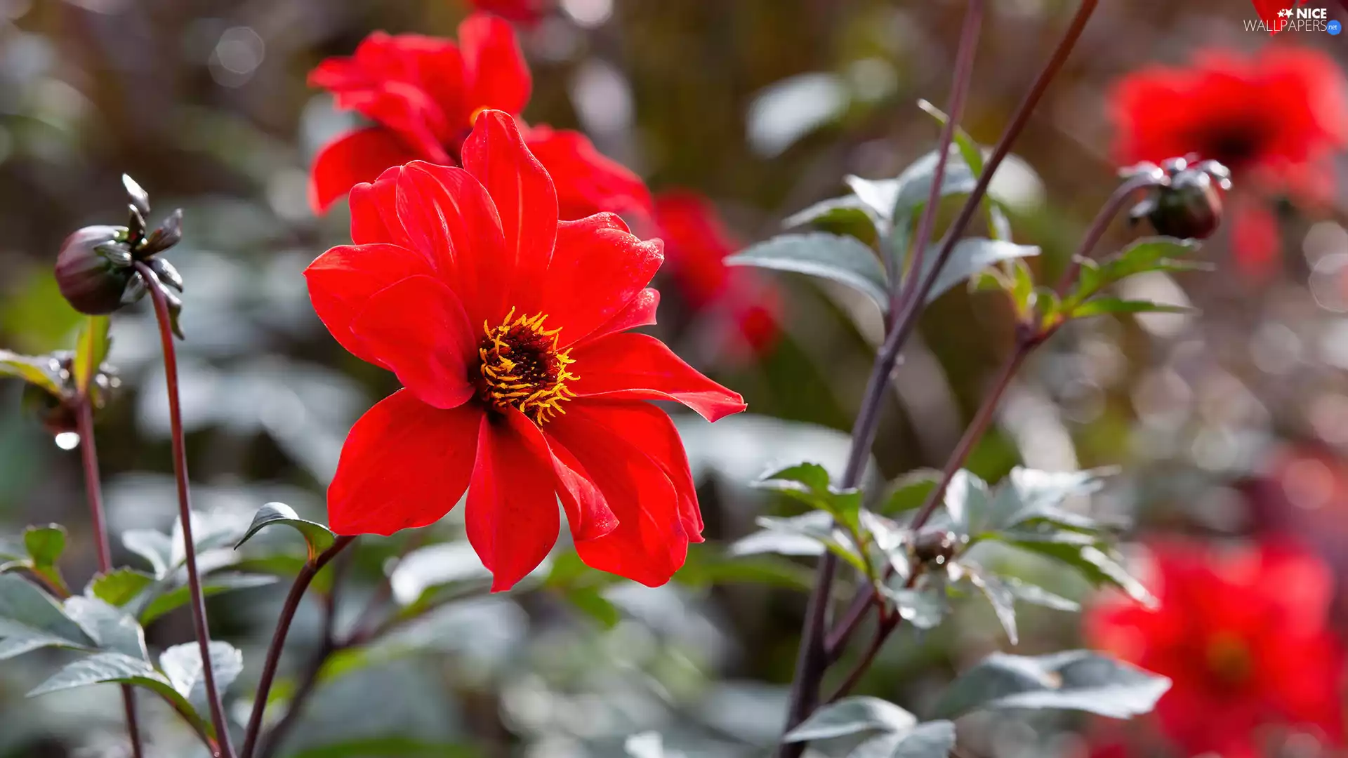 Red, dahlias, Buds, Flowers