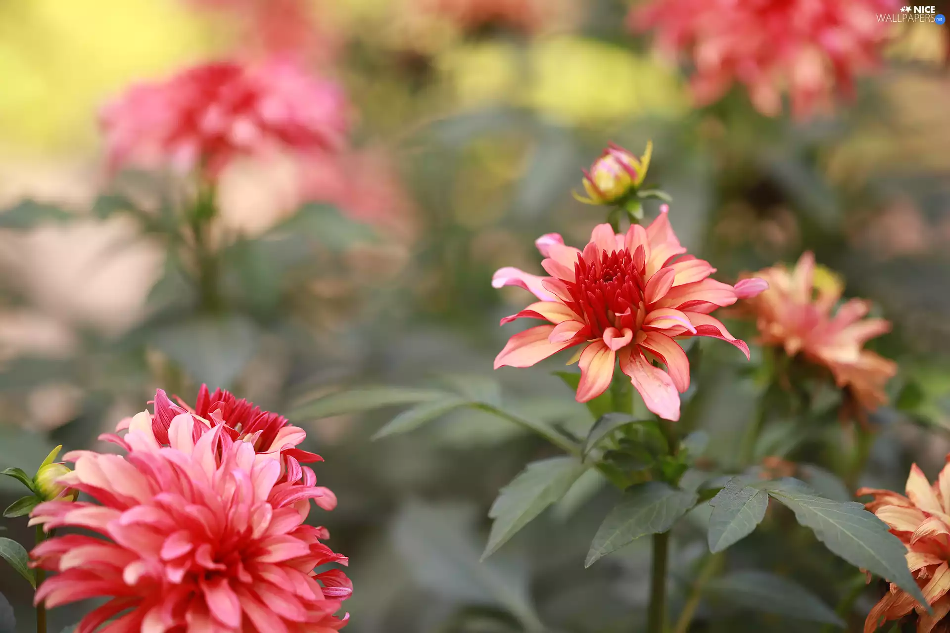 Flowers, dahlias, Red