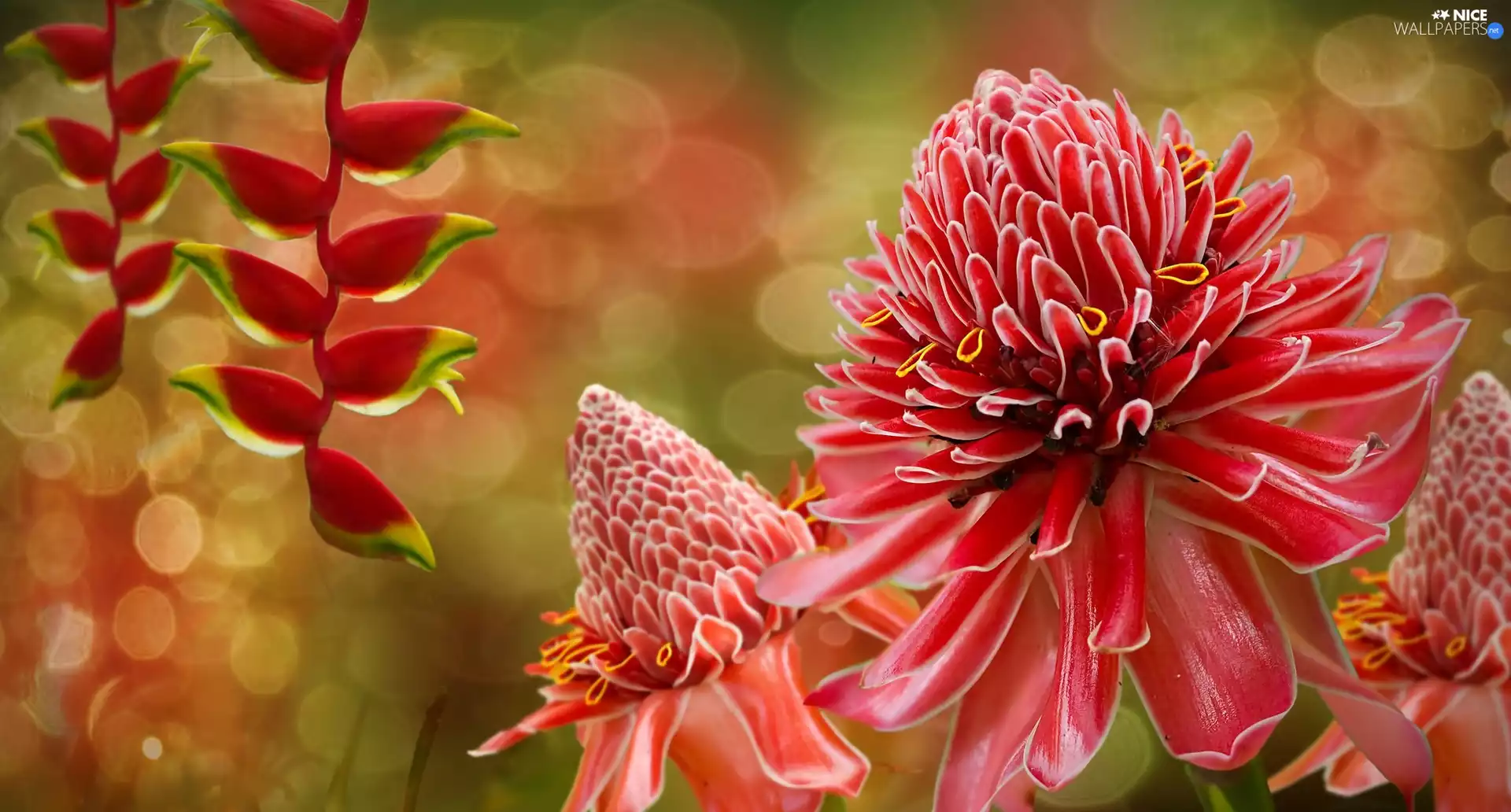 Flowers, exotic, Red