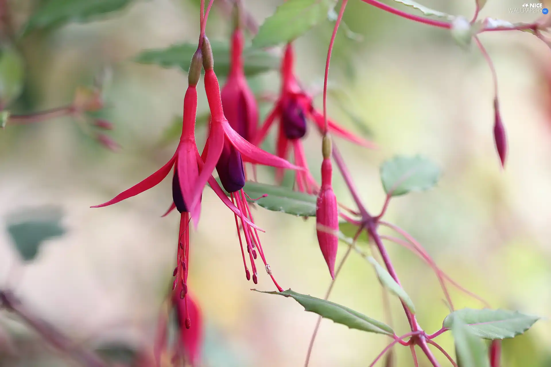 Flowers, fuchsia, Red