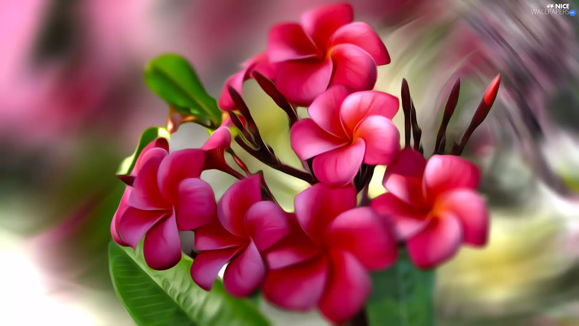 Red, Plumeria, graphics, Flowers