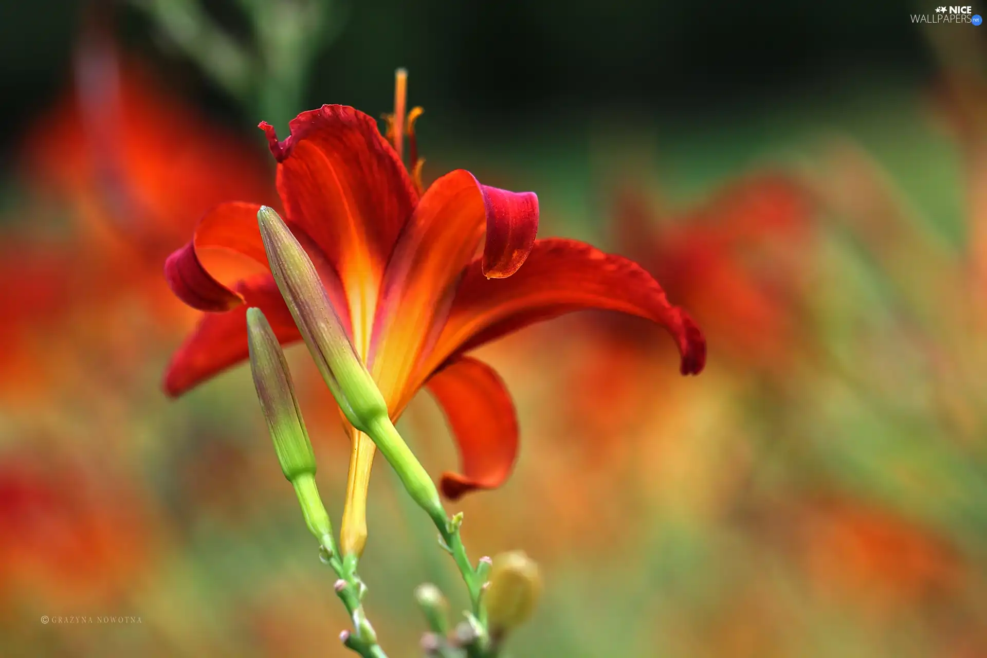 Flowers, Daylilies, Red