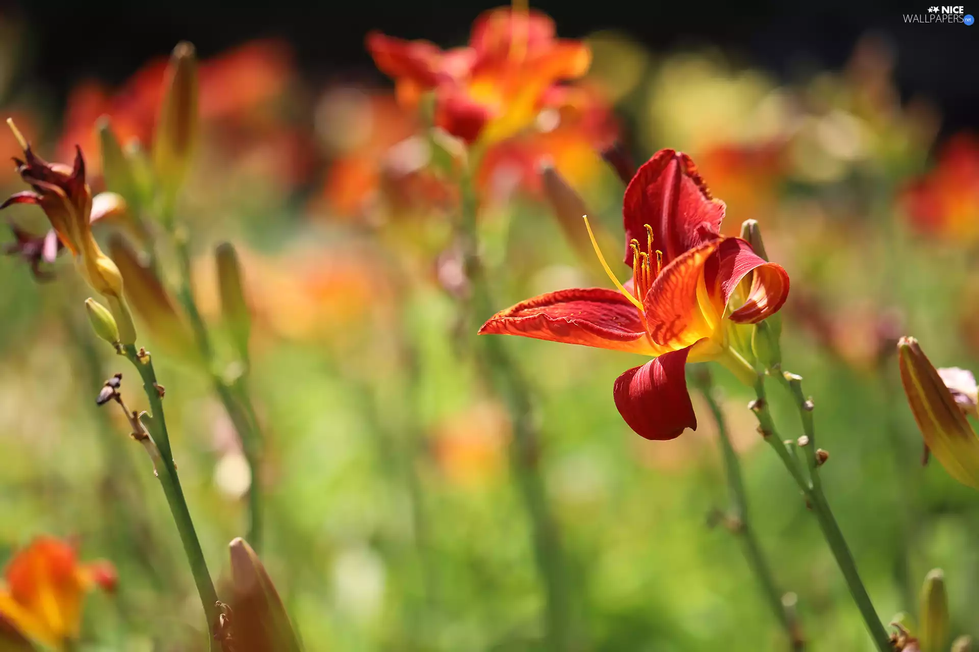 Colourfull Flowers, red hot, Lily