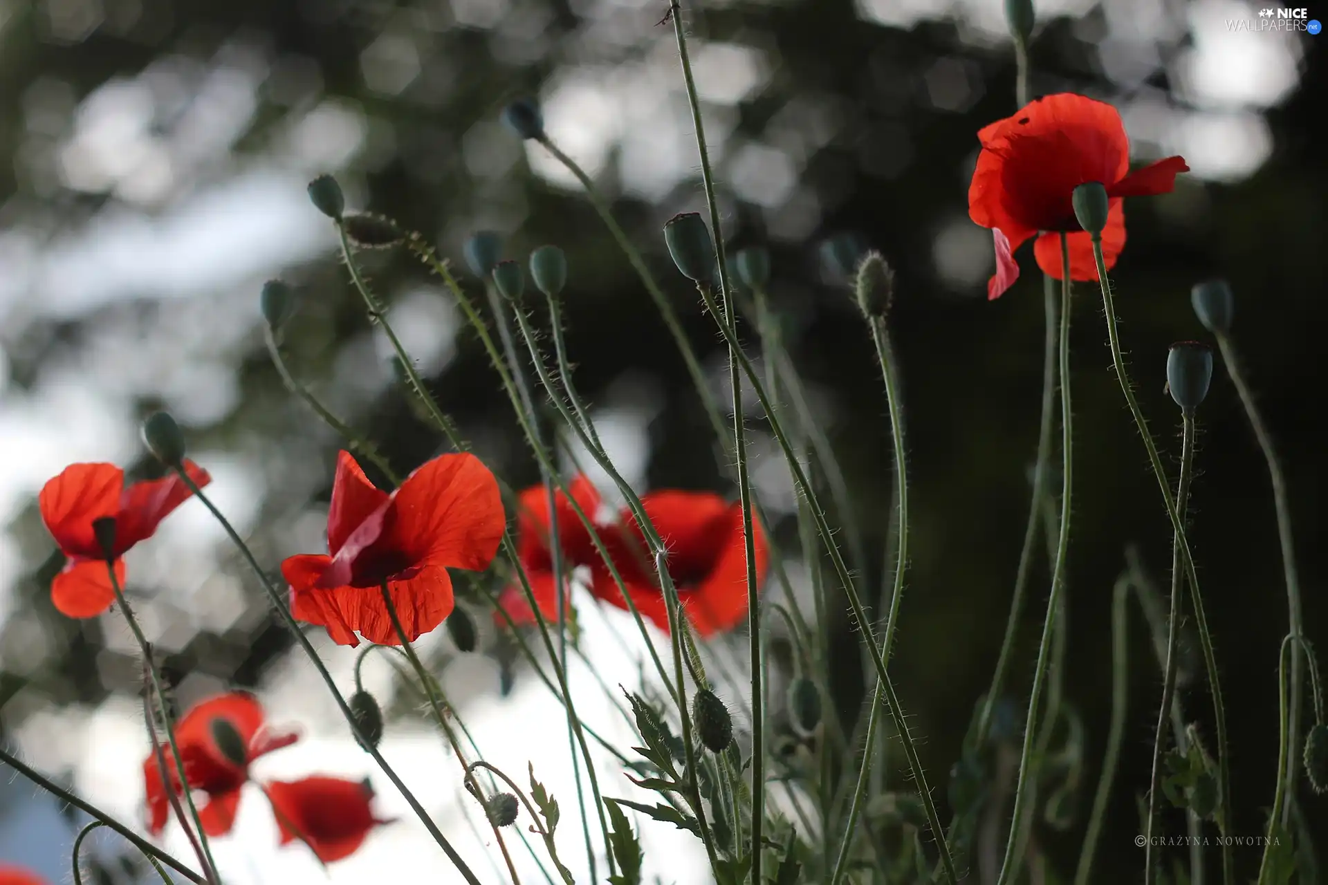 Flowers, papavers, Red