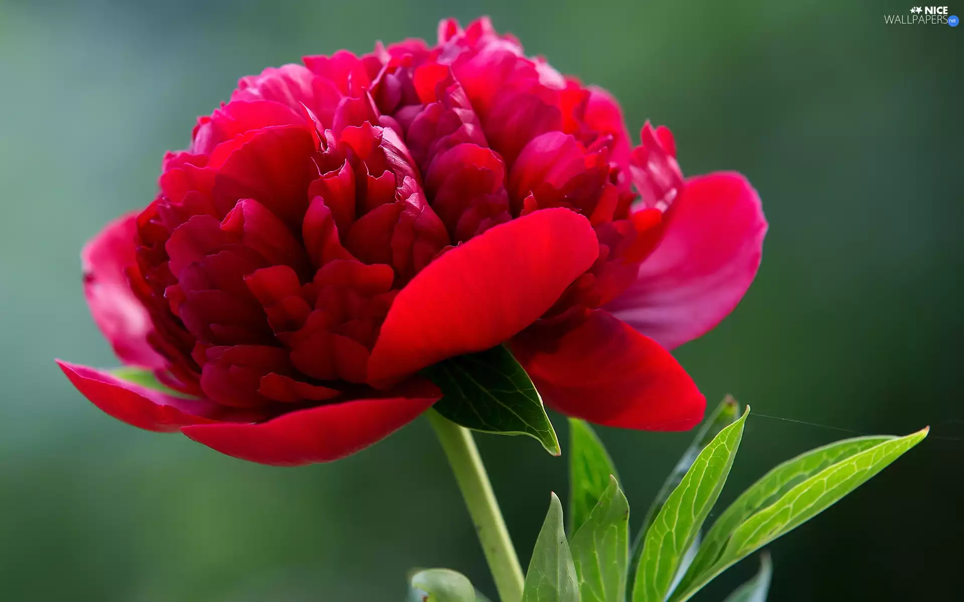 Colourfull Flowers, red hot, peony