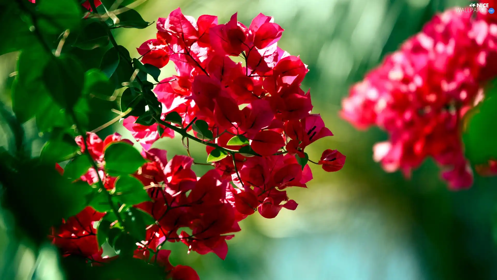 flowers, sapling, Red