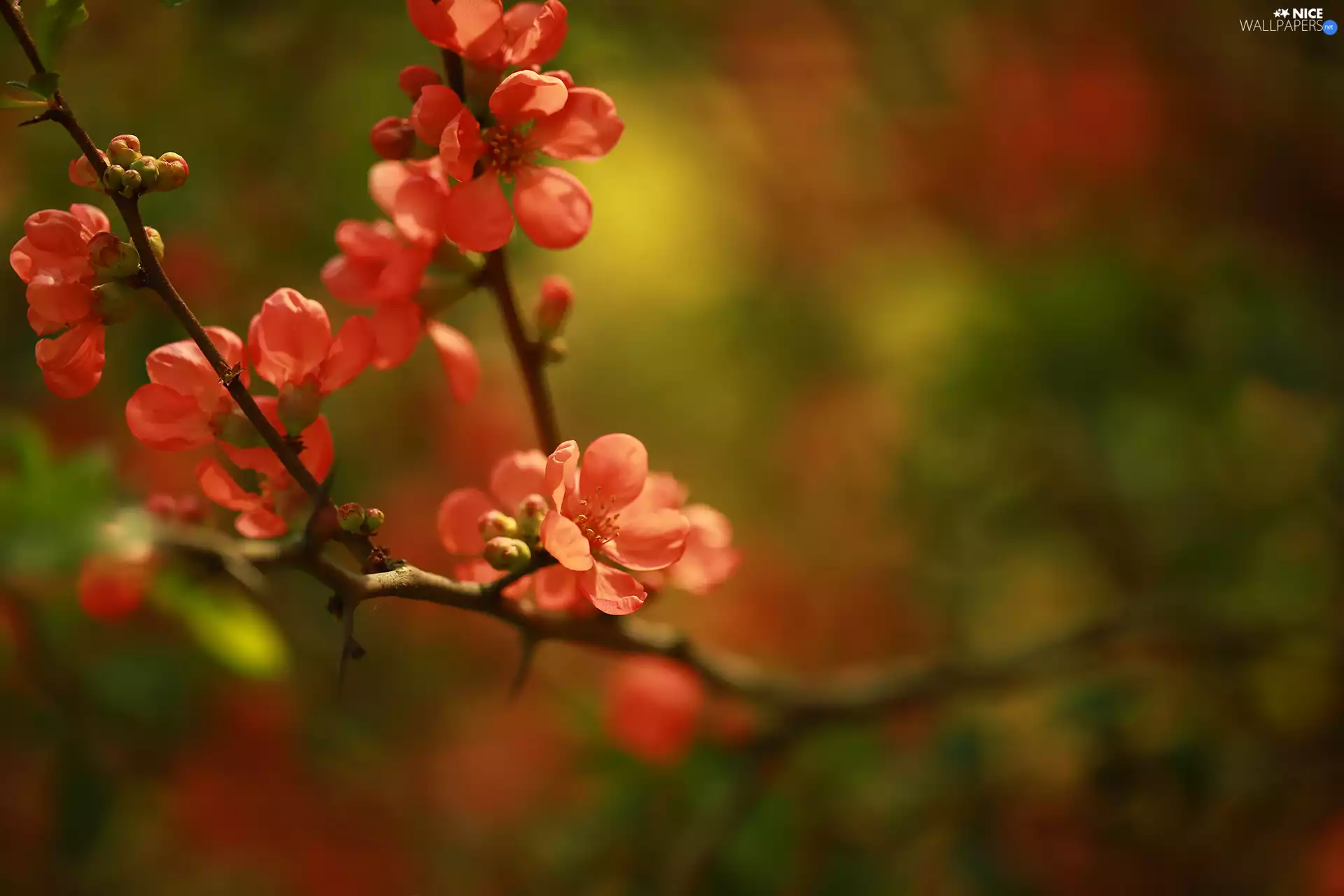 Red, Chaenomeles, twig, Flowers