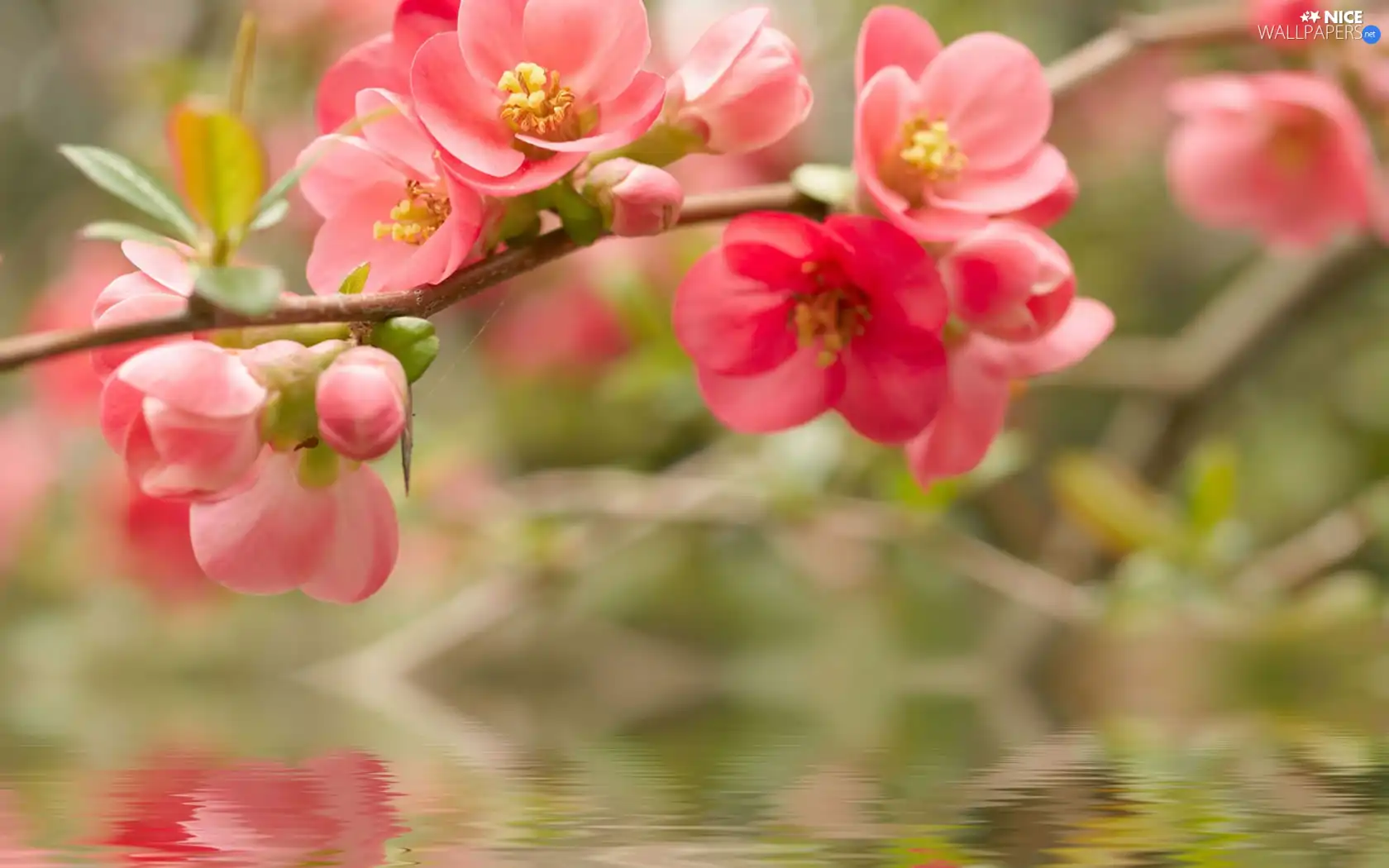 flowers, twig, red