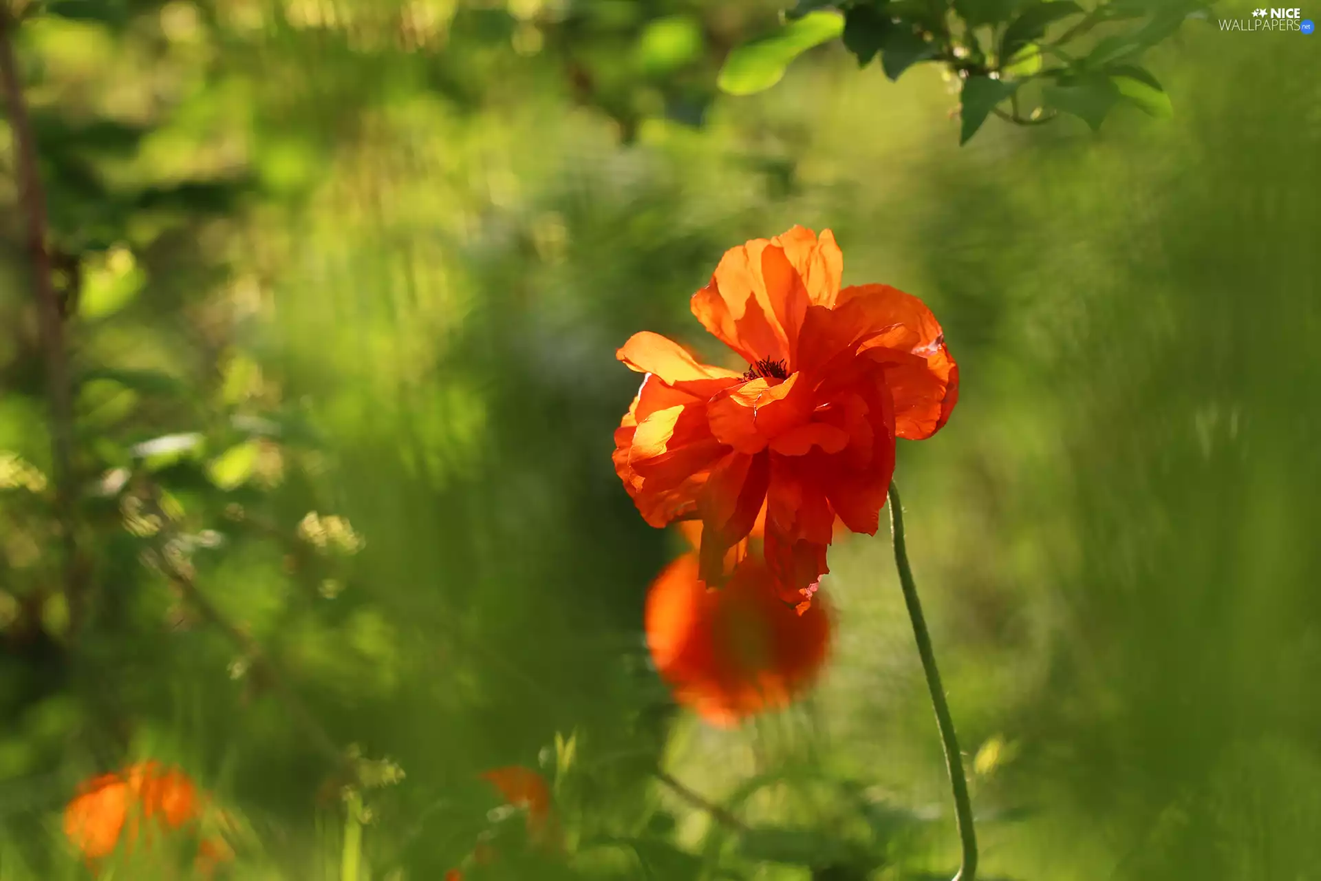 Colourfull Flowers, Red, red weed
