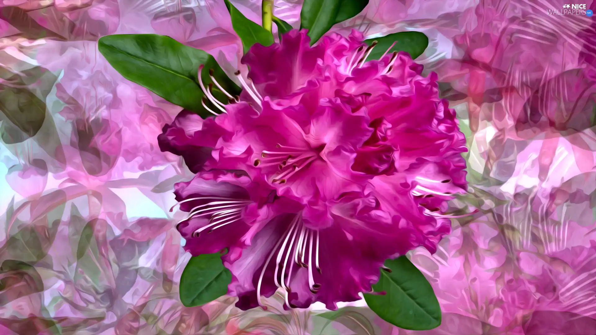 rhododendron, graphics, Colourfull Flowers