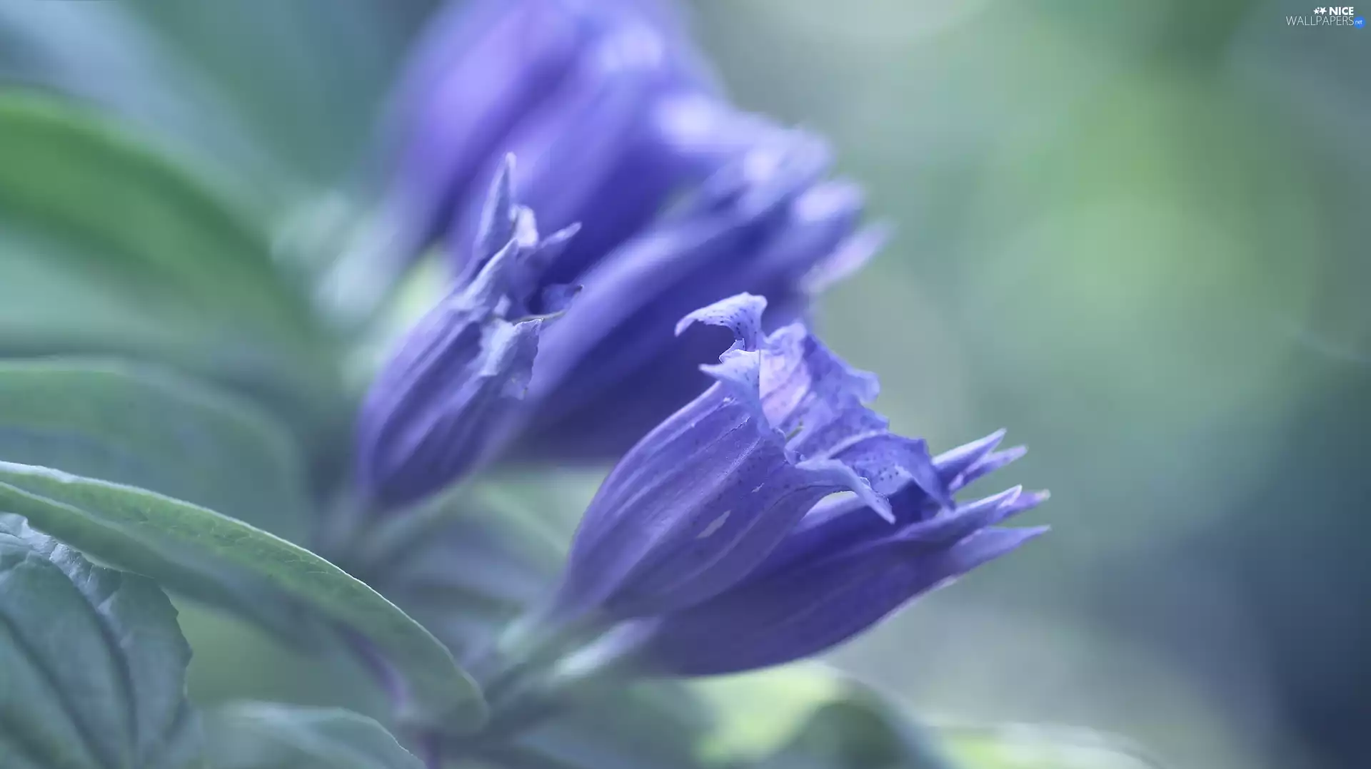 Flowers, Blue, ringtones