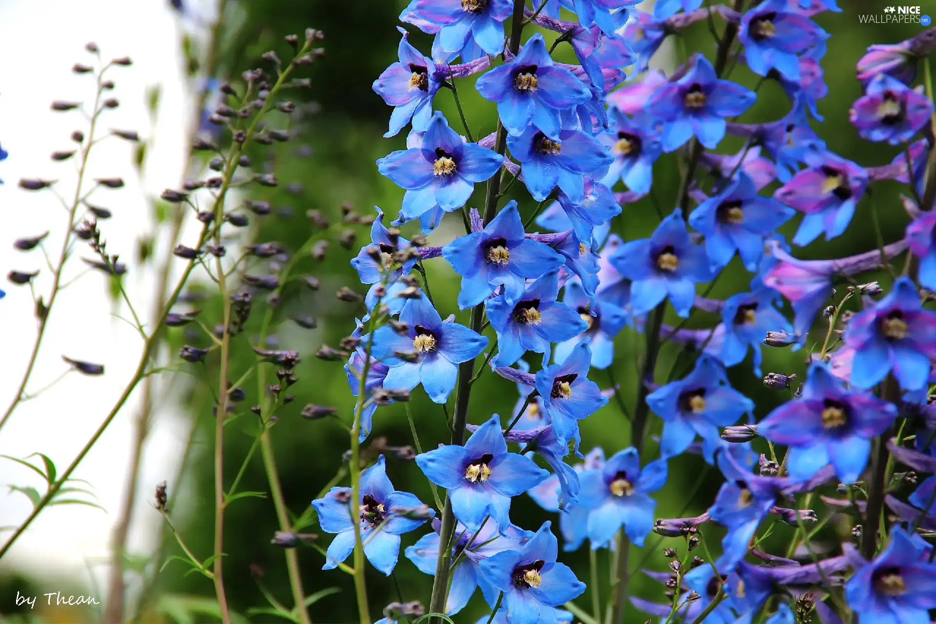 Blue, Flowers, Delphinium, ringtones