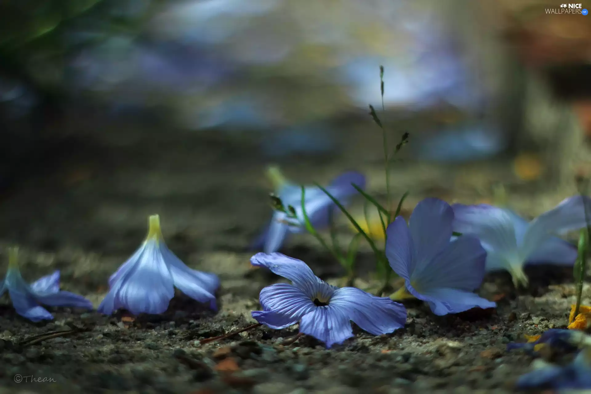 Flowers, purple, ringtones