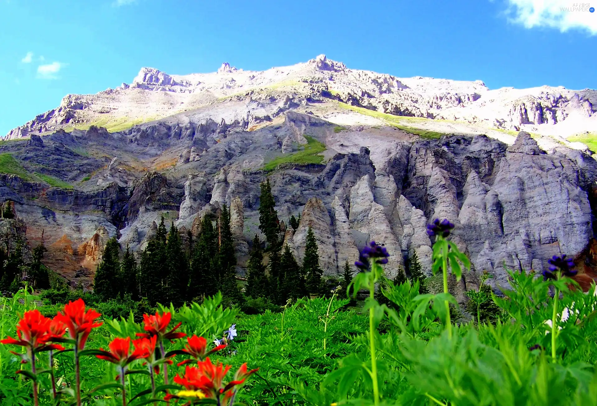 Rocky, Meadow, Flowers, Mountains