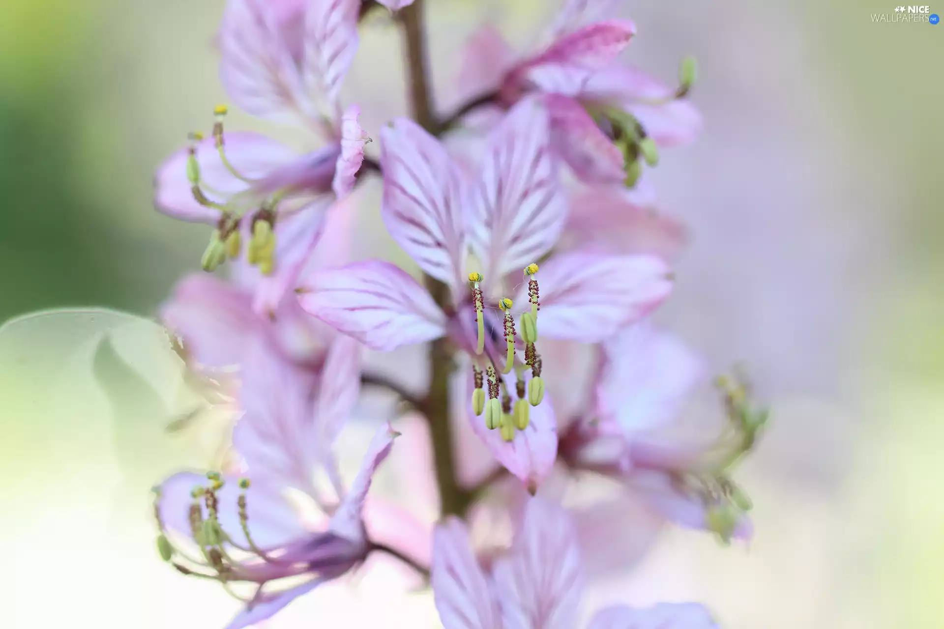 rods, Burning Bush, Flowers