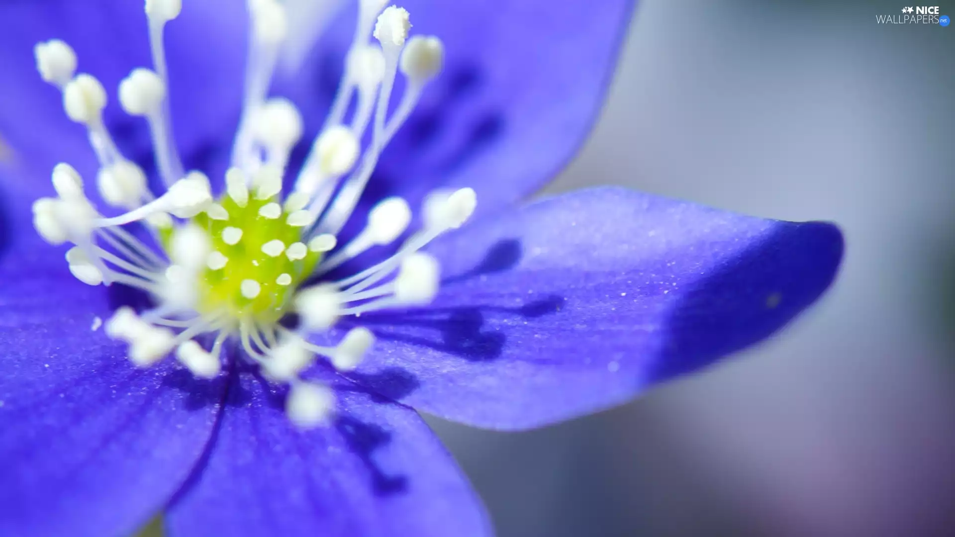 rods, blue, Colourfull Flowers