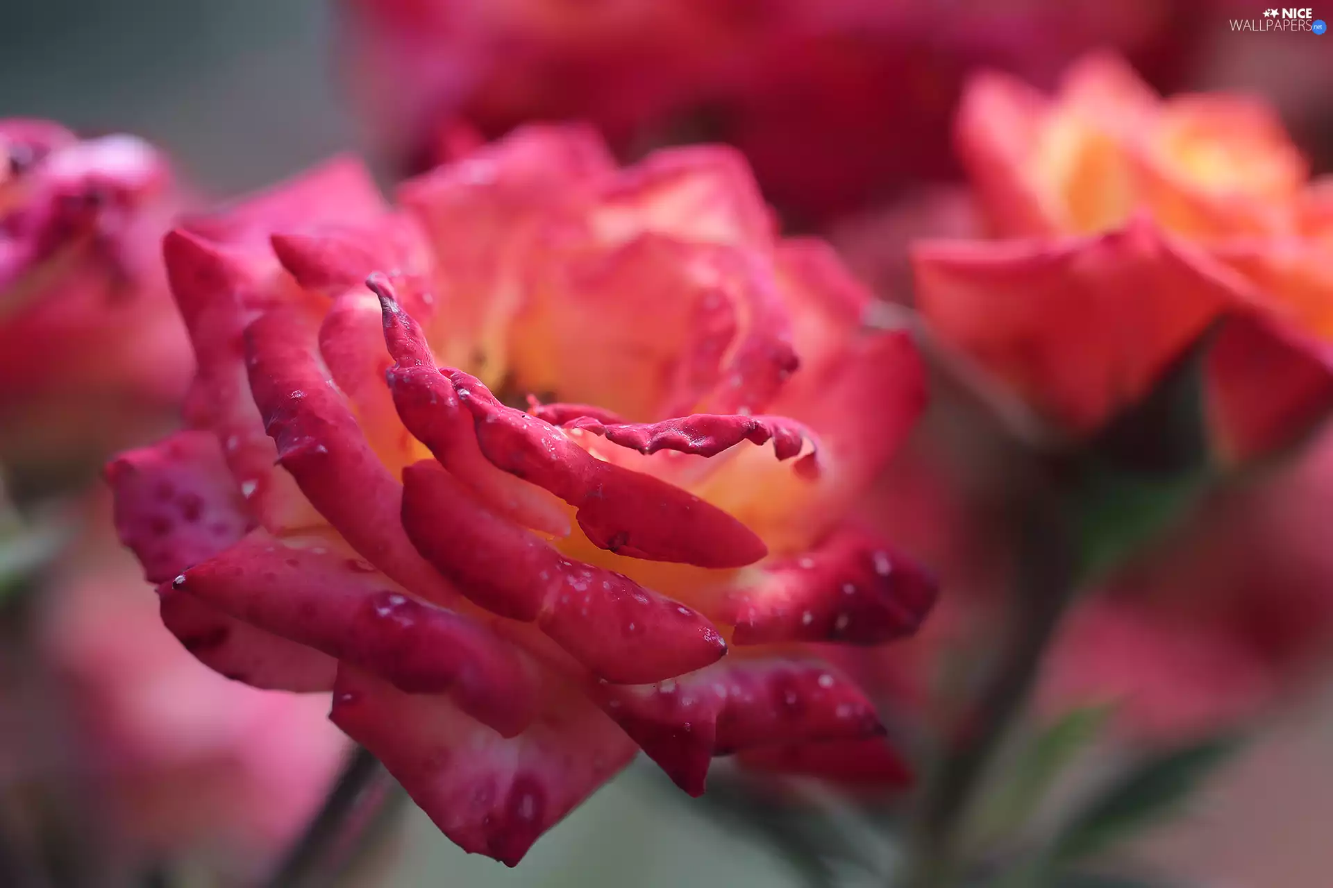 Colourfull Flowers, rose, Yellow-Red