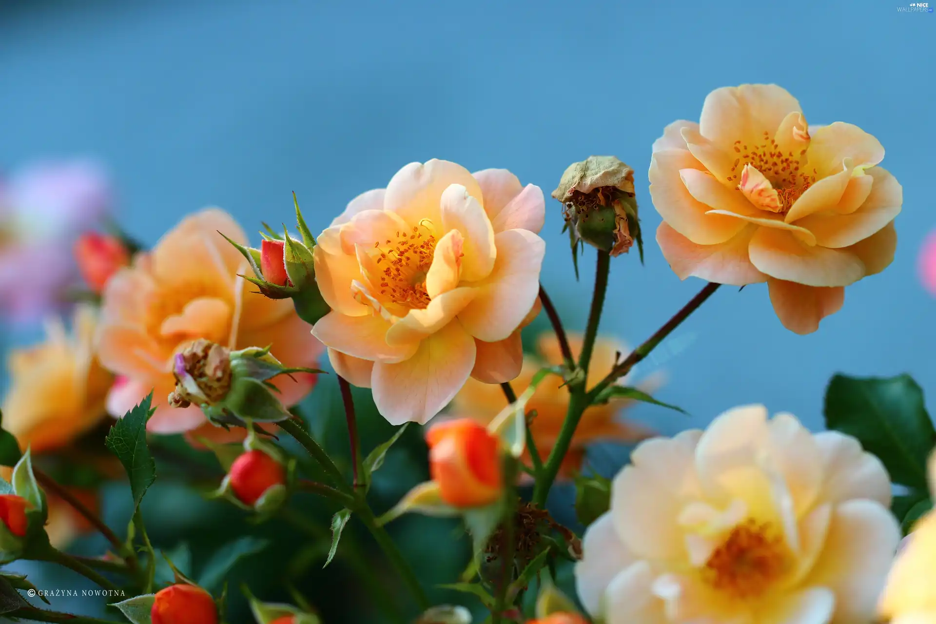 Flowers, Yellow, roses