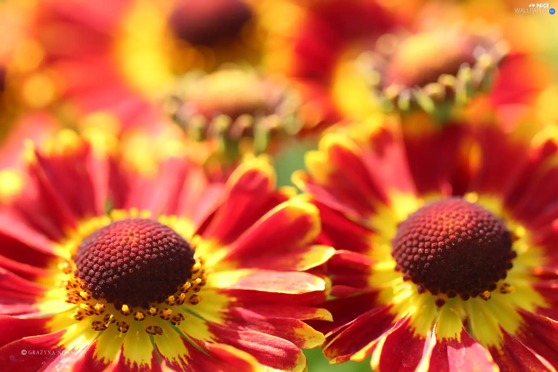 Flowers, Helenium
