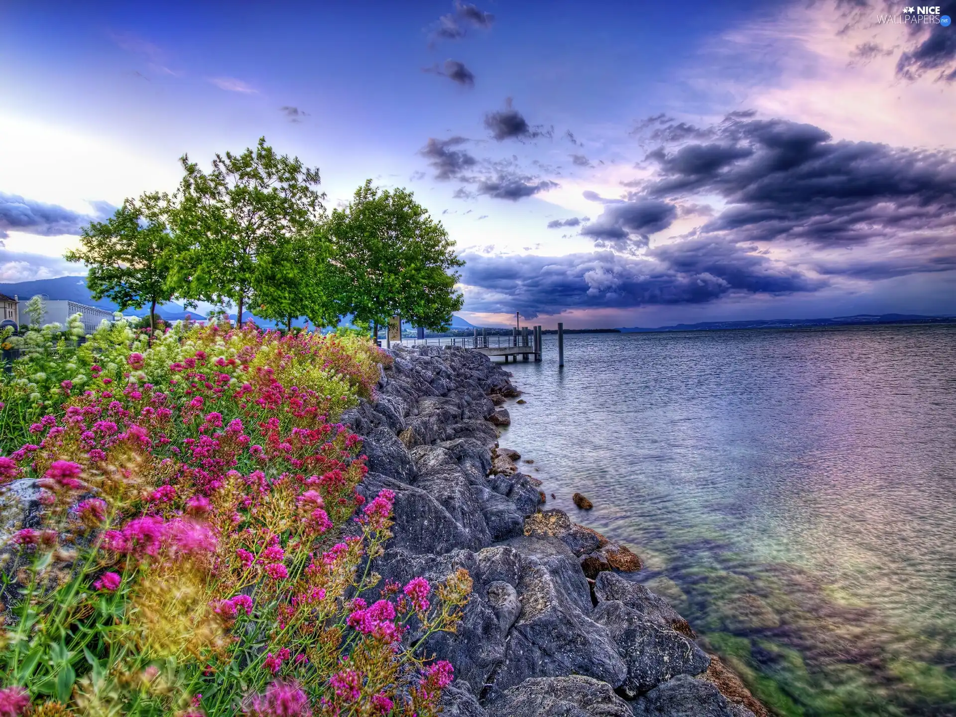 sea, coast, Flowers, stone