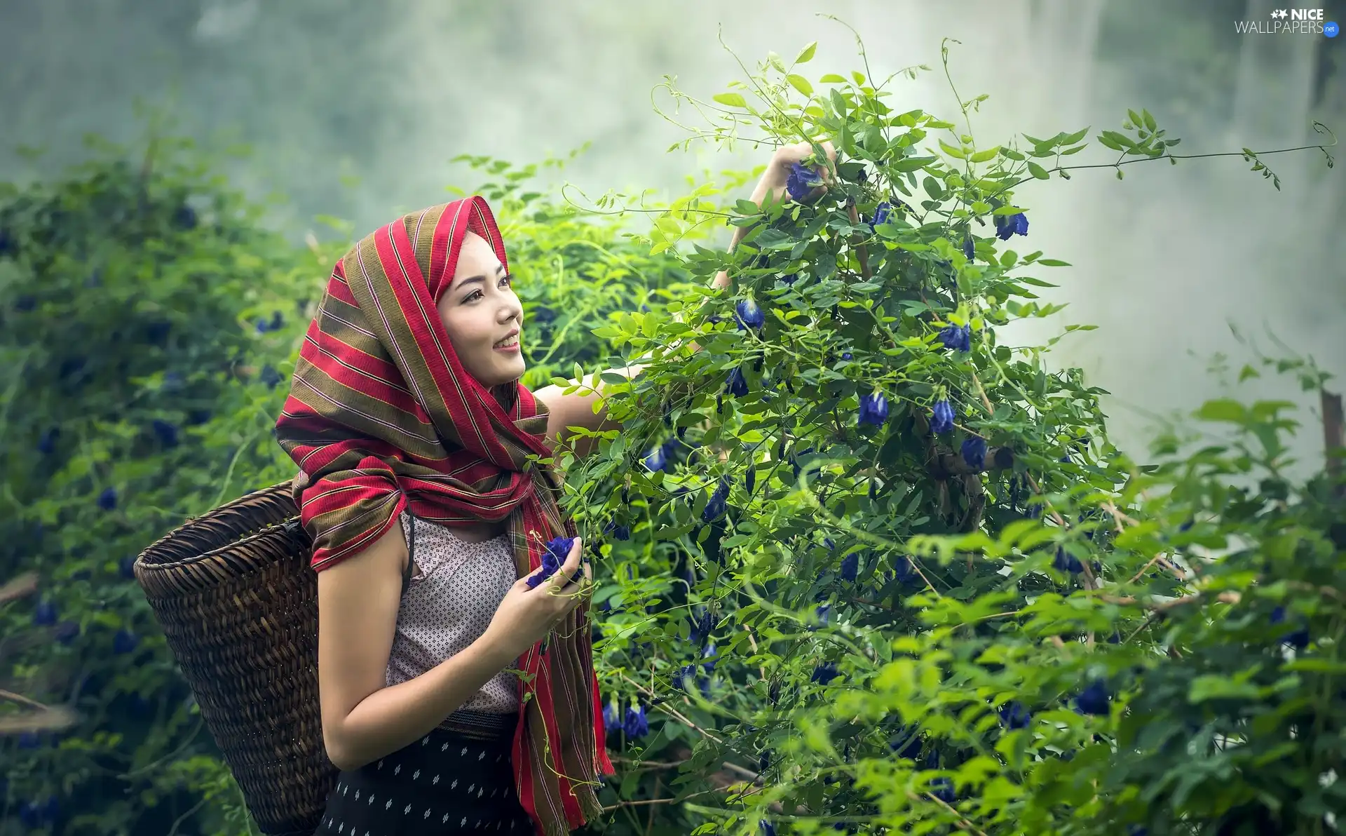 basket, Flowers, shawl, shawl, Women