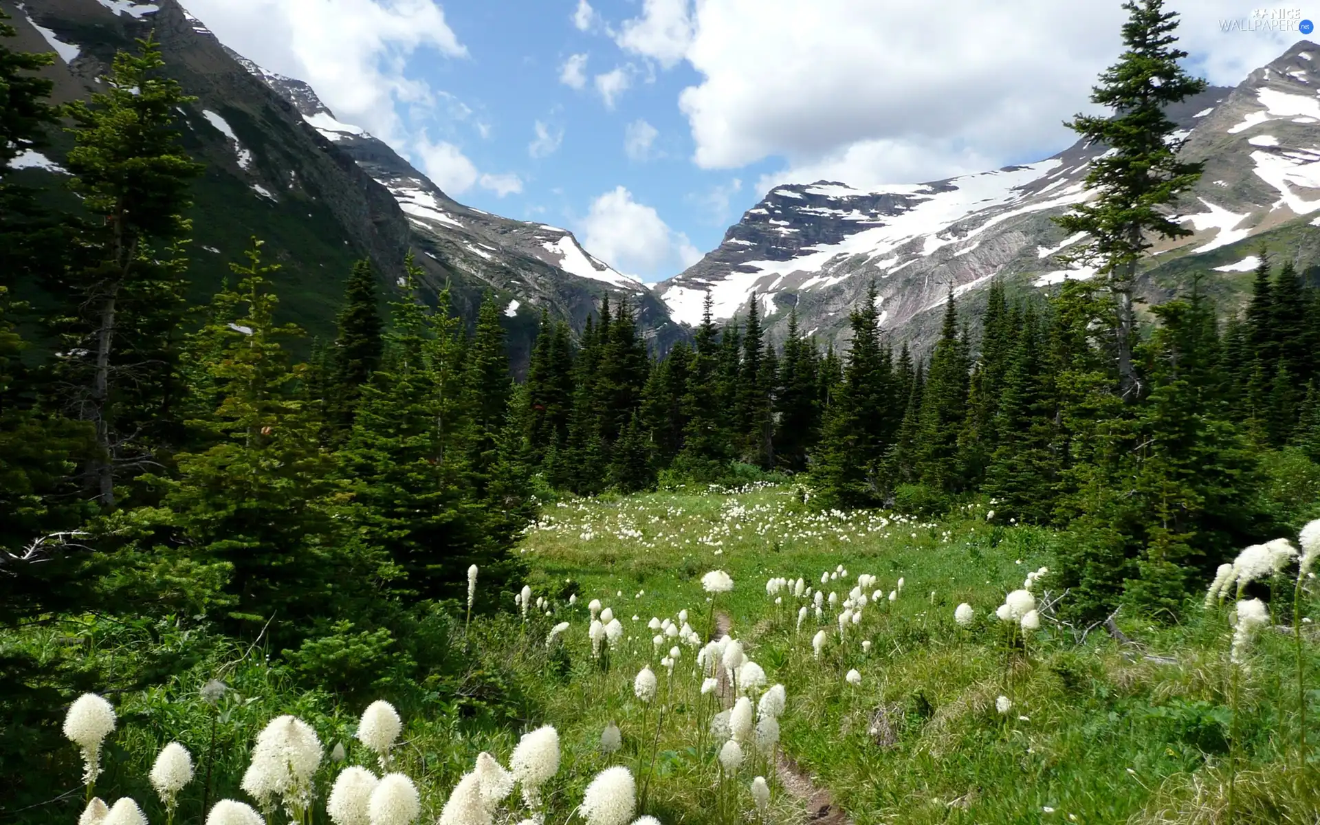 flourishing, viewes, Mountains, White, trees, Flowers, Sky