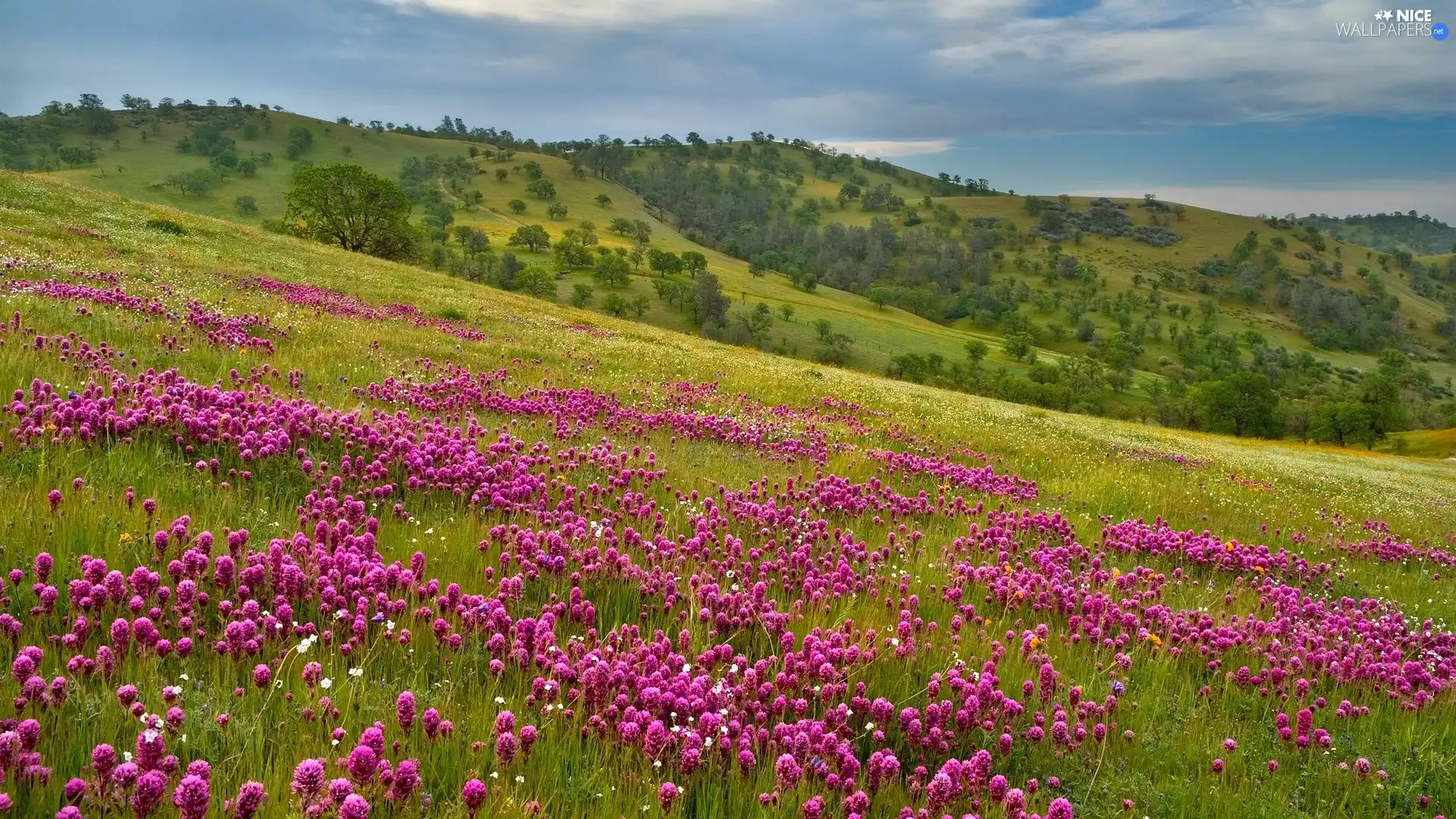 trees, mountains, Meadow, Flowers, viewes, slope