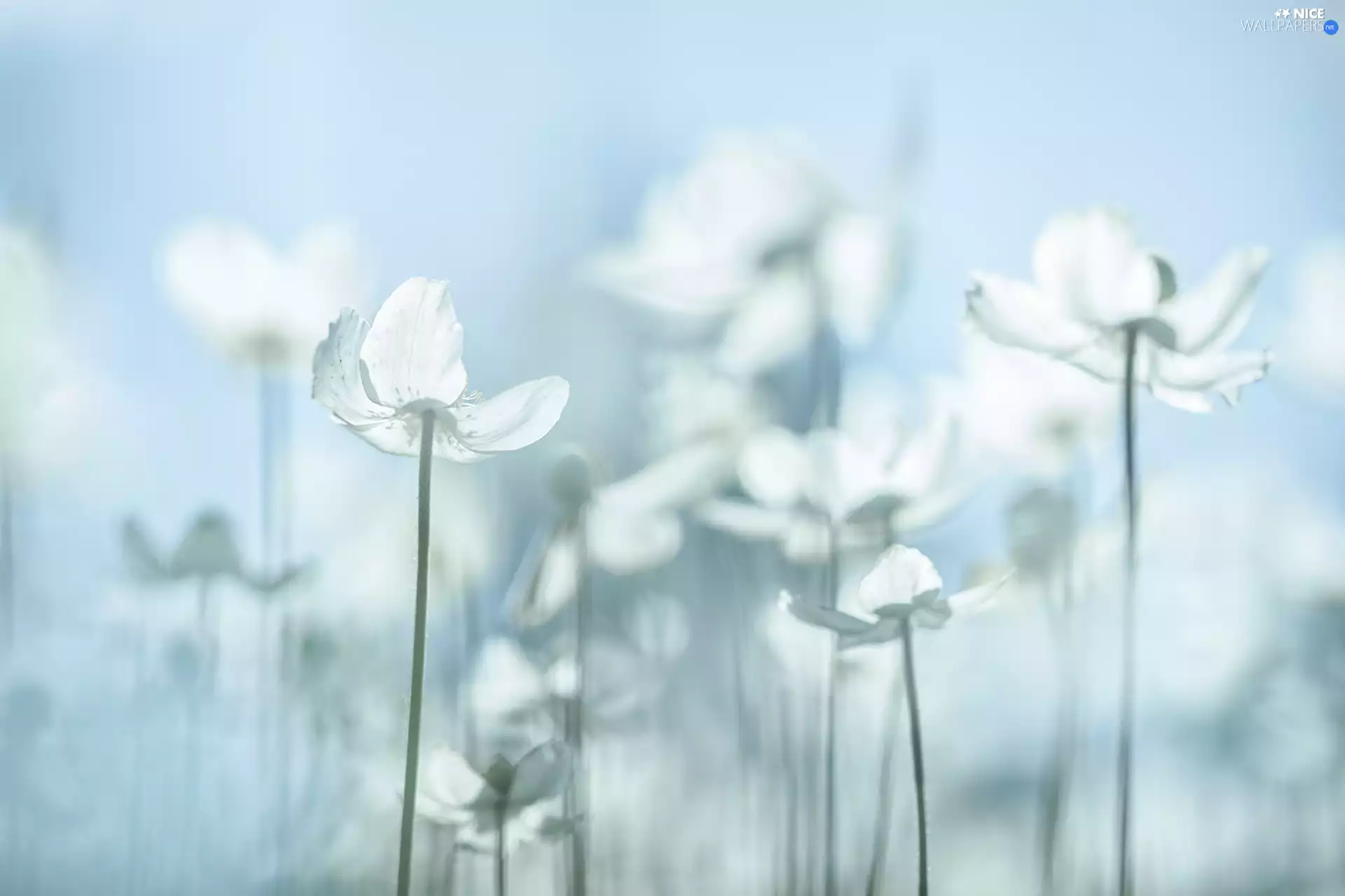 Snowdrop Windflower, White, Flowers