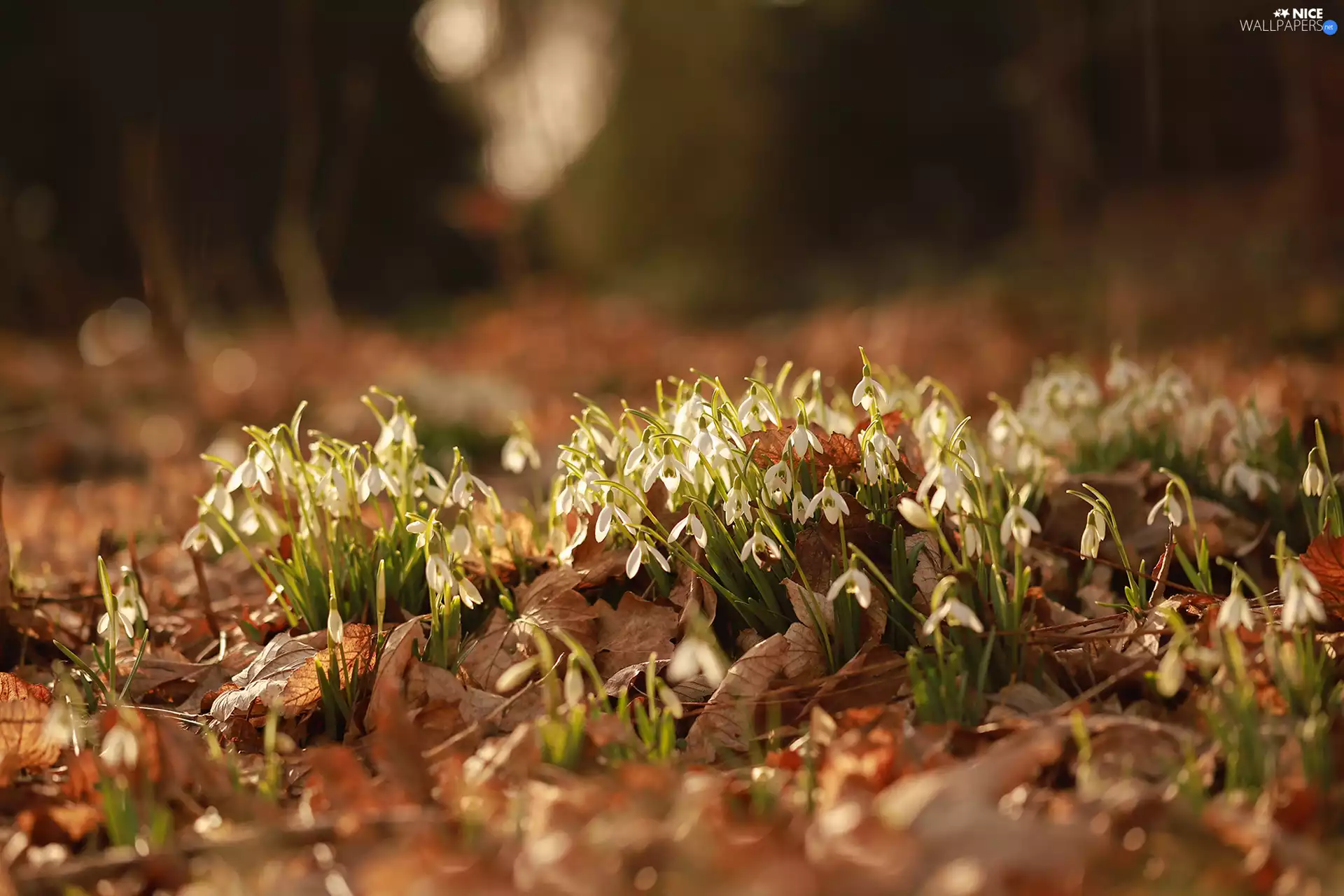 snowdrops, dry, Leaf, Flowers