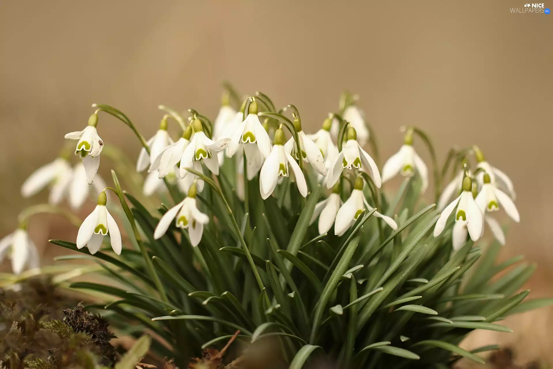 Flowers, White, snowdrops
