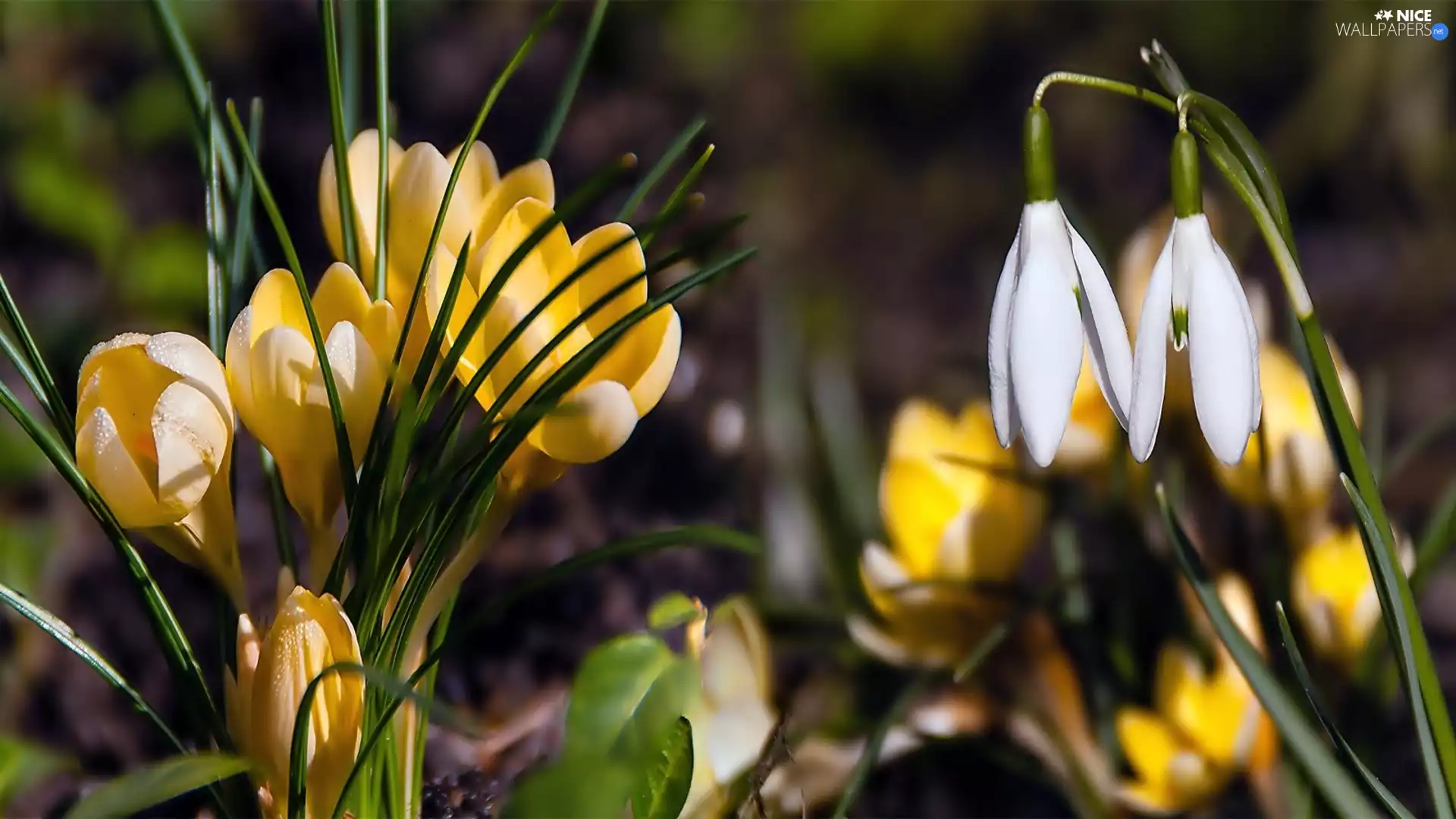 Flowers, snowdrops