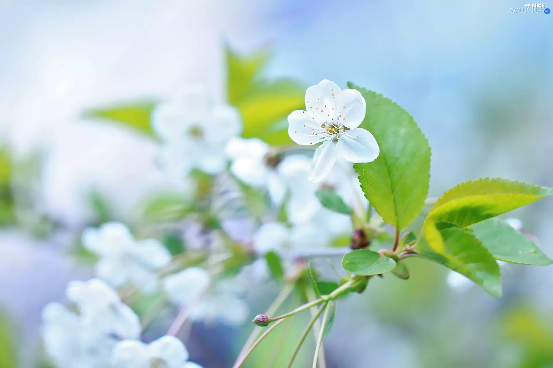 trees, White, Sour Cherry, twig, fruit, Colourfull Flowers