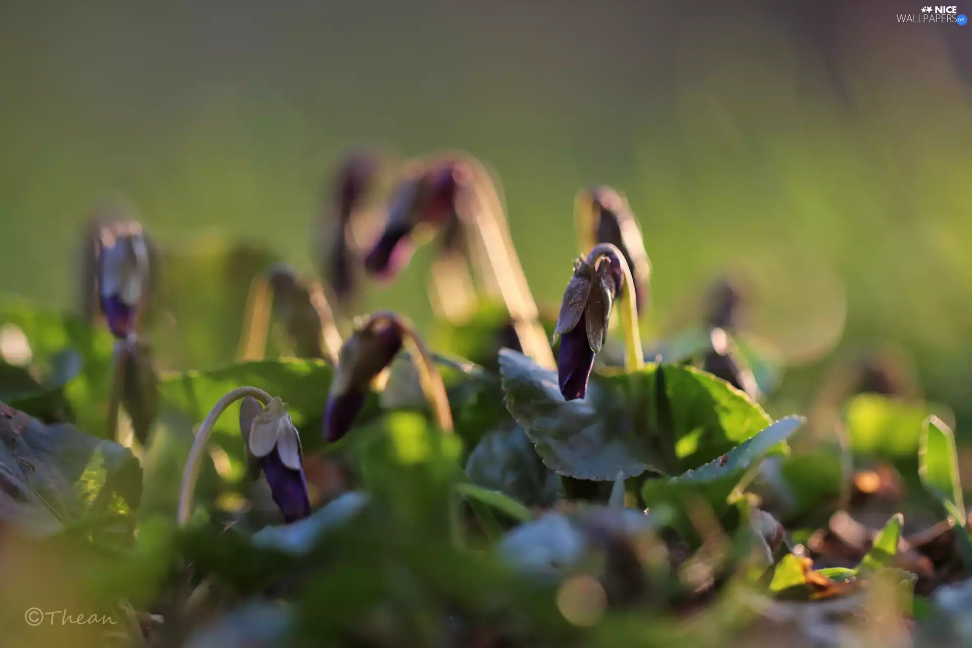 Spring, fragrant violets, Flowers