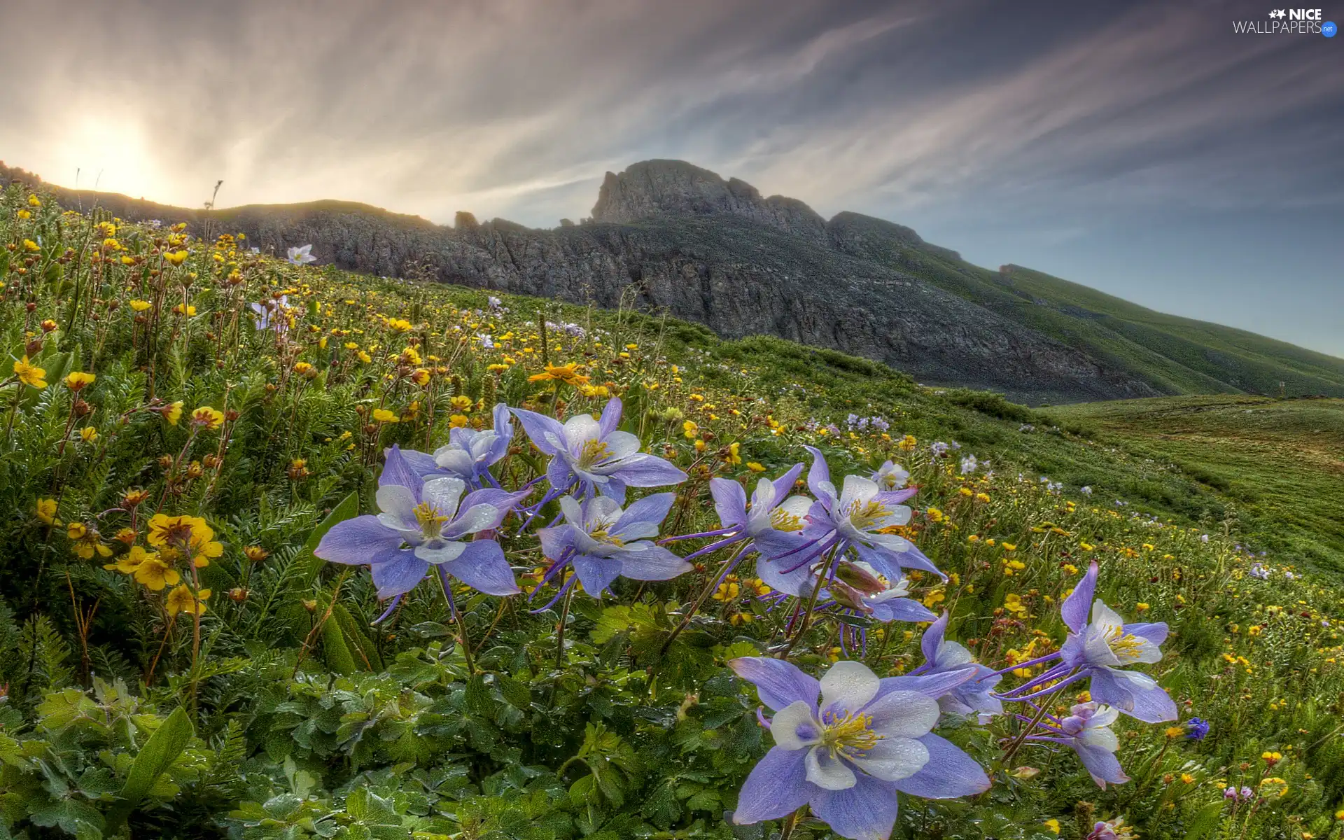 Flowers, Wildflowers, Spring