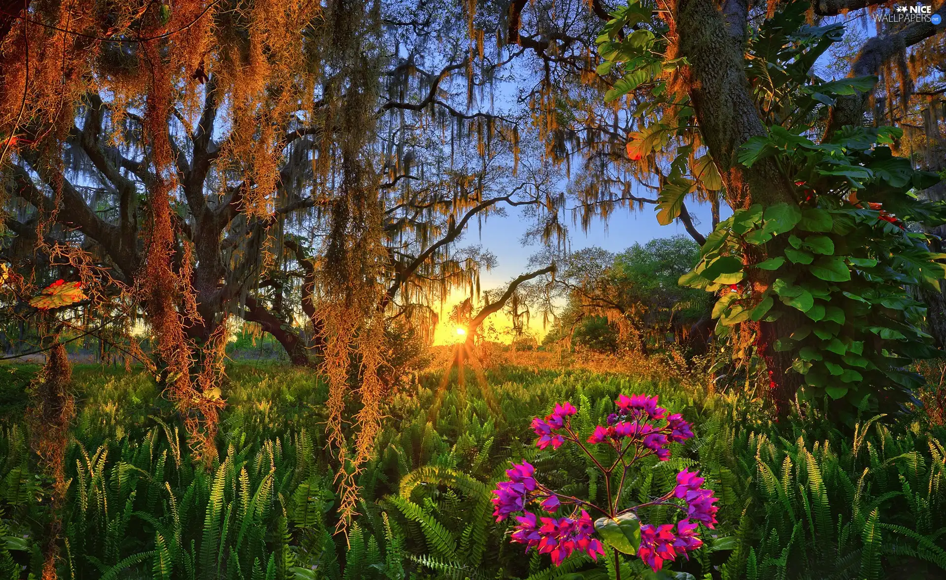 Lake Wales, Camping Coleman Landings Campground, Flowers, Sunrise, viewes, State of Florida, The United States, trees