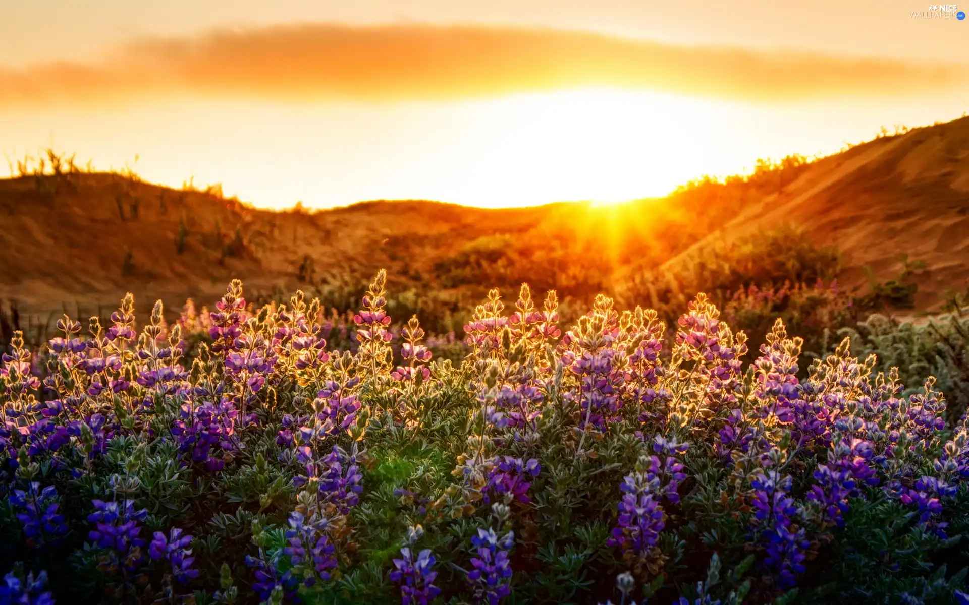 Flowers, west, sun