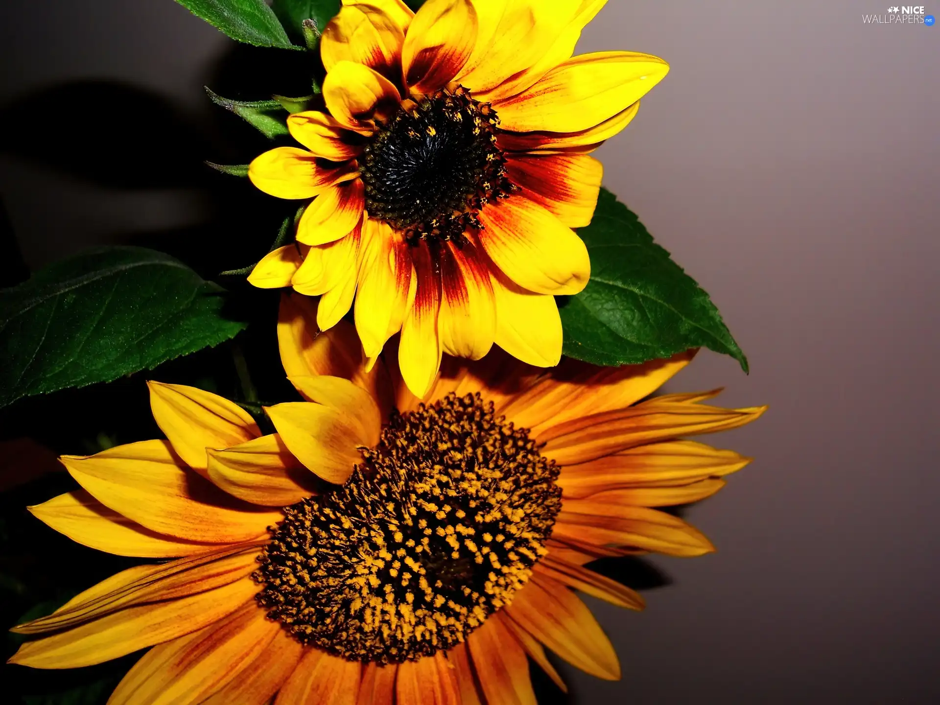 Nice sunflowers, Brown, Flowers, yellow